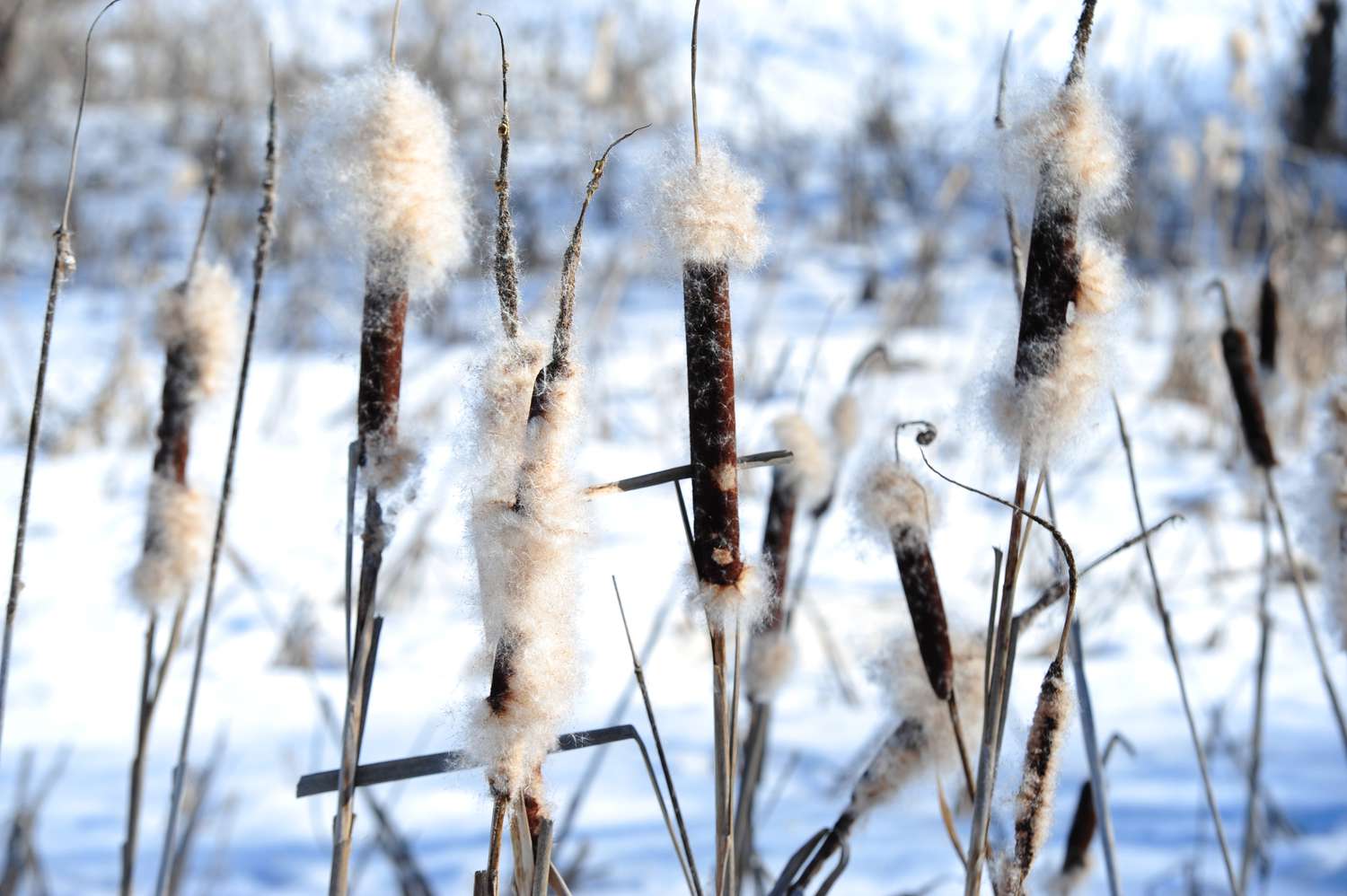 Planta común de espadaña de tallos delgados con espigas en forma de salchicha cubiertas de flores difusas de color crema en la nieve