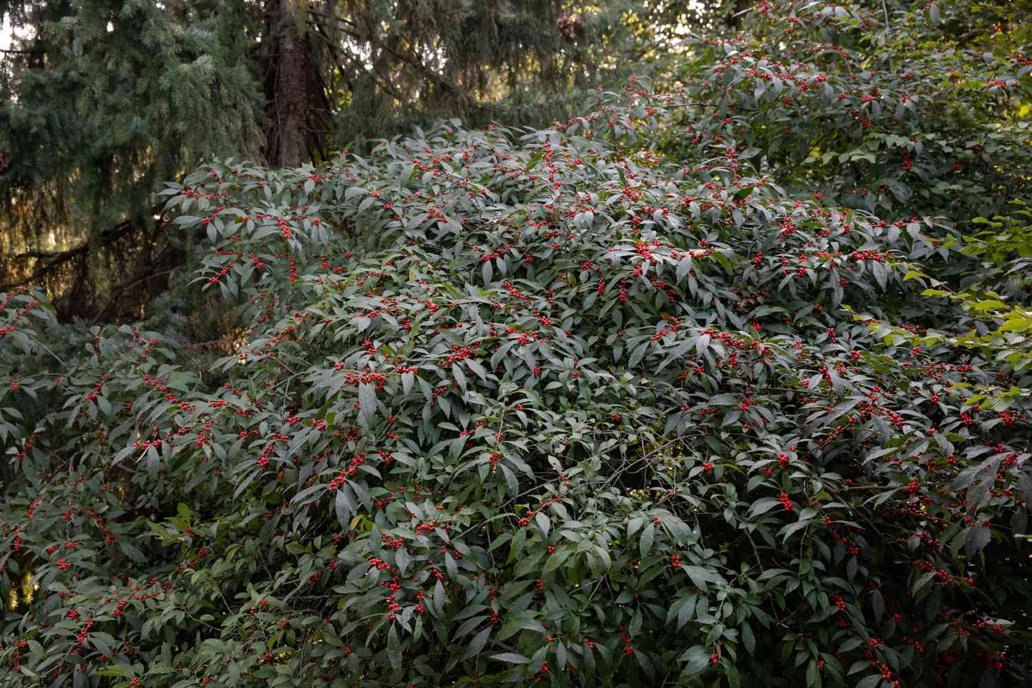 Winterbeere Stechpalmenstrauch mit roten Beeren