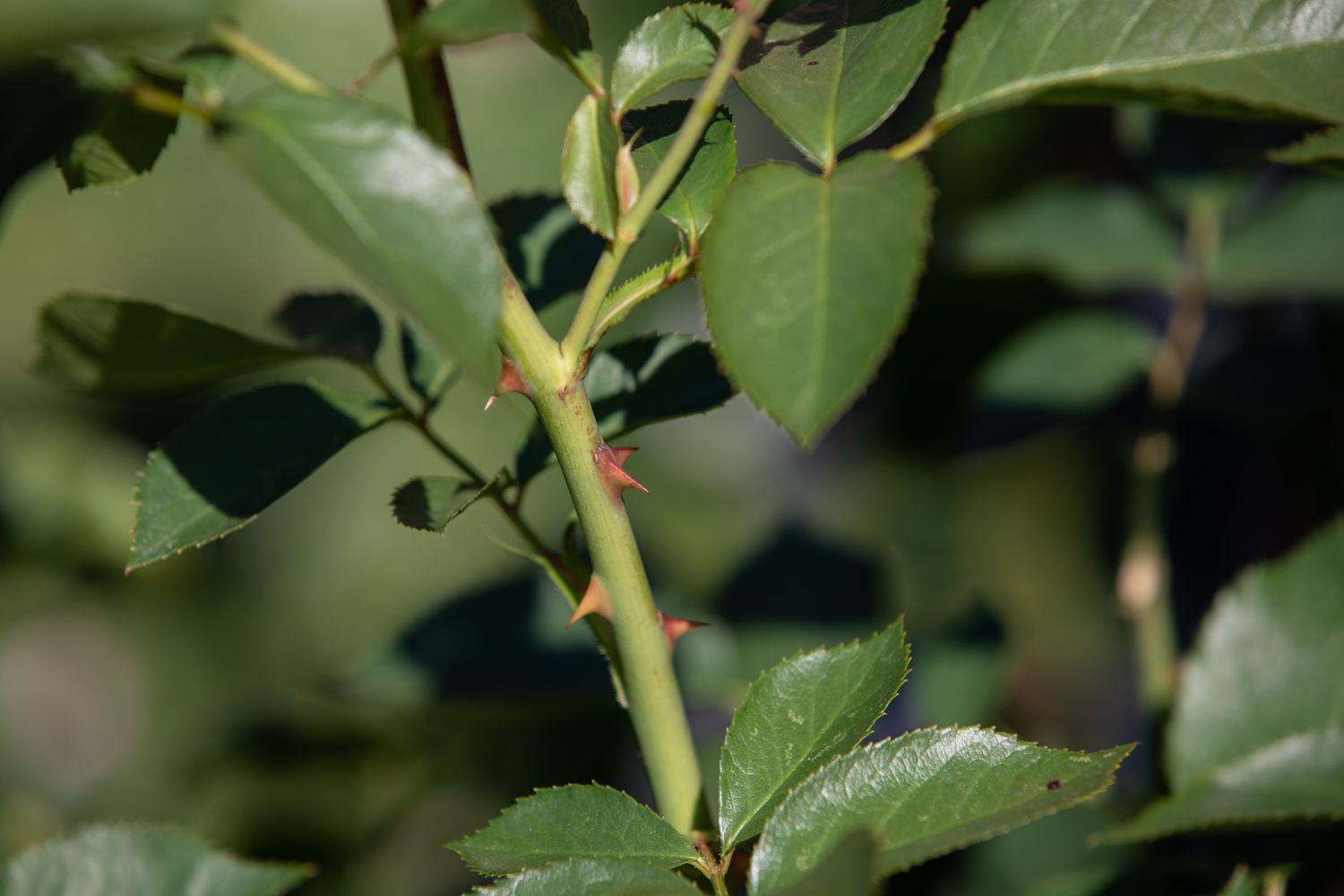 Rosenstrauchstamm mit hellorangenen Dornen, umgeben von Blättern