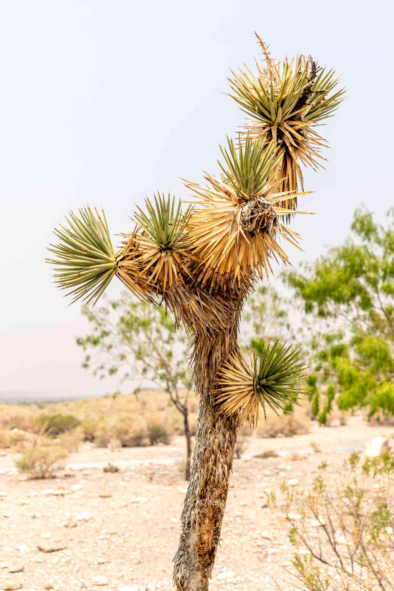 Joshua tree with light green and yellow rosettes in desert