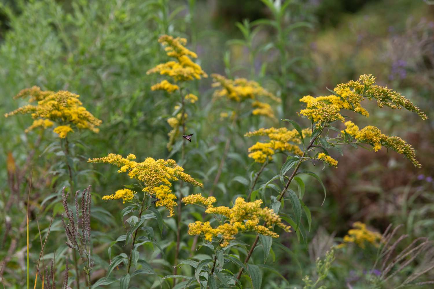 goldenrod in a field