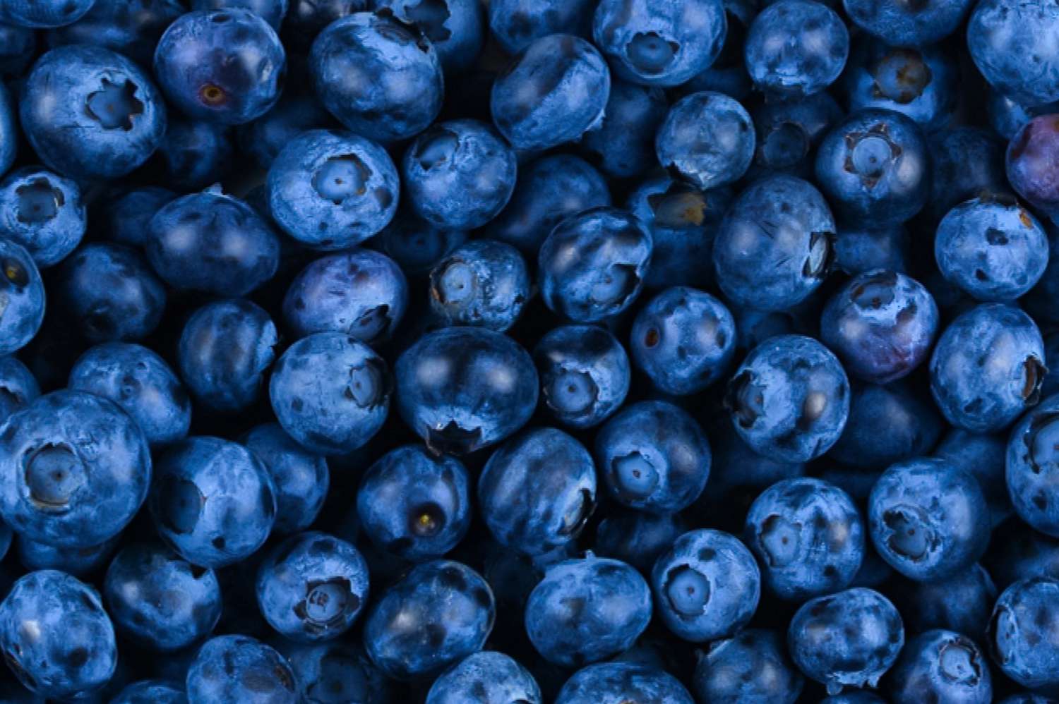 blueberry harvest