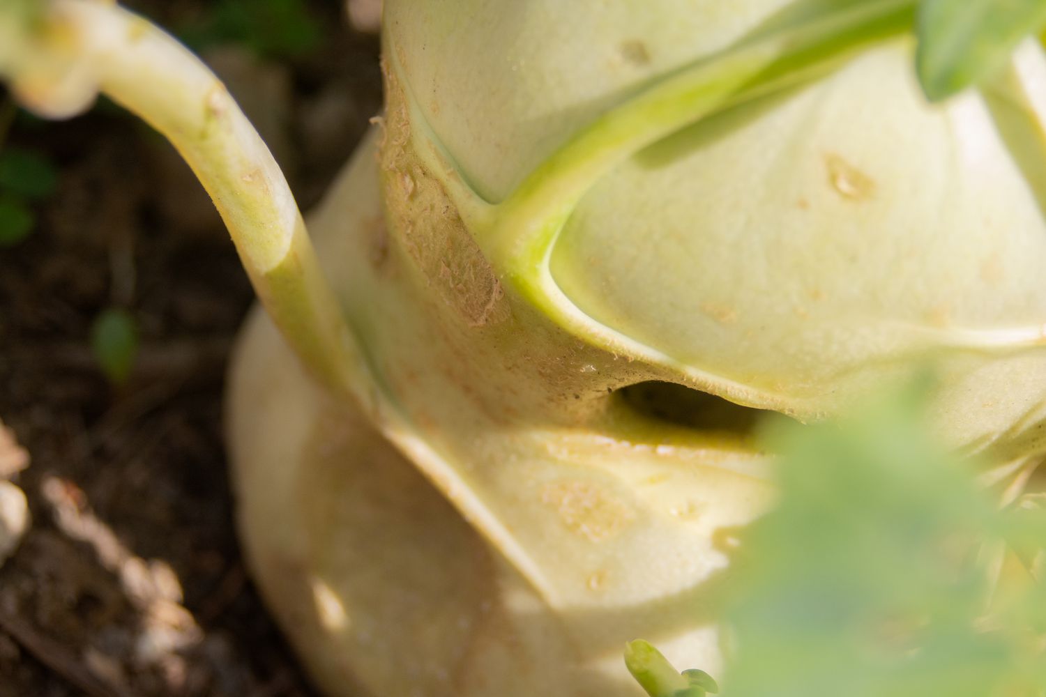 Légume chou-rave avec tiges closeup 