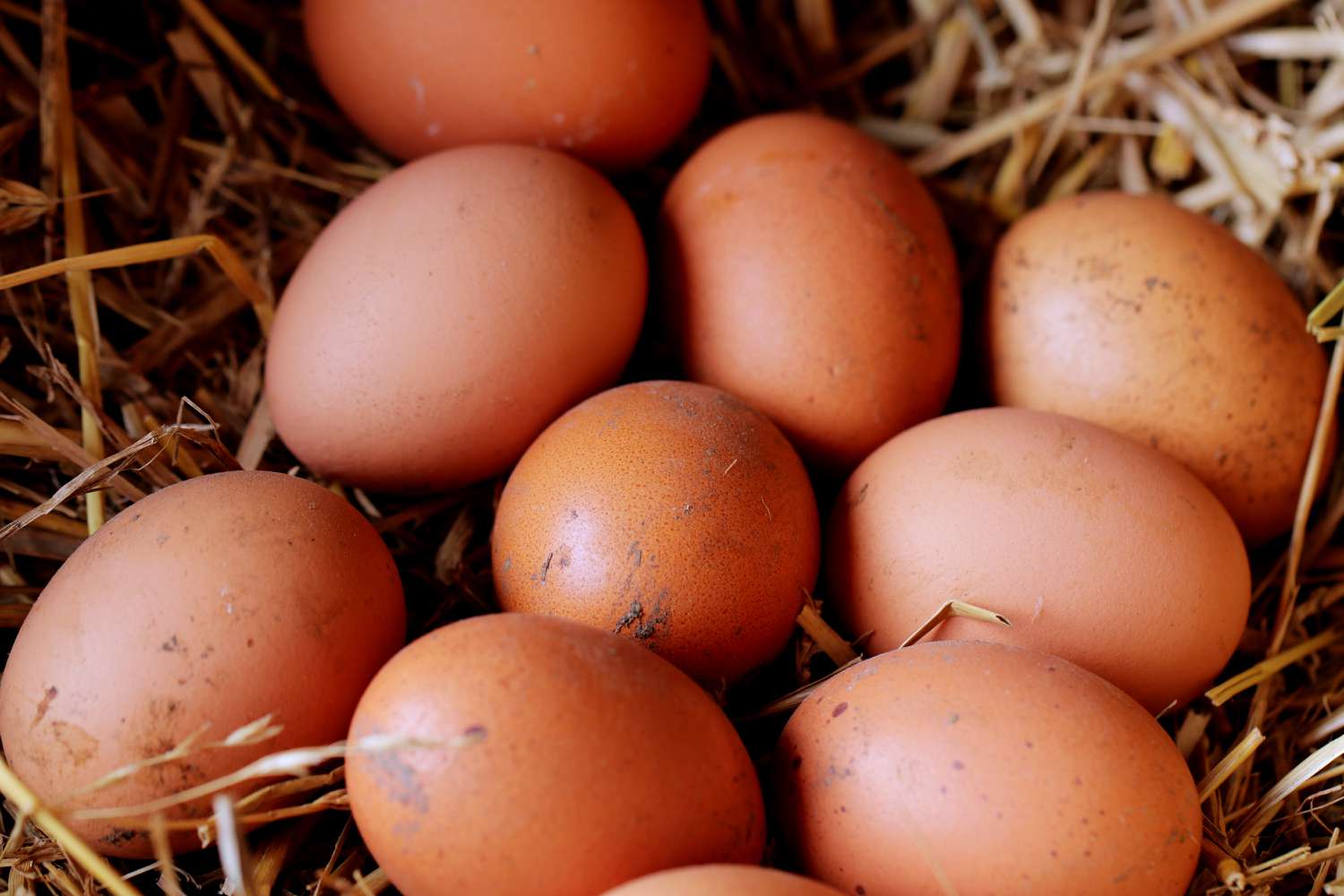 Eier sammeln ist eine tägliche Hühneraufgabe