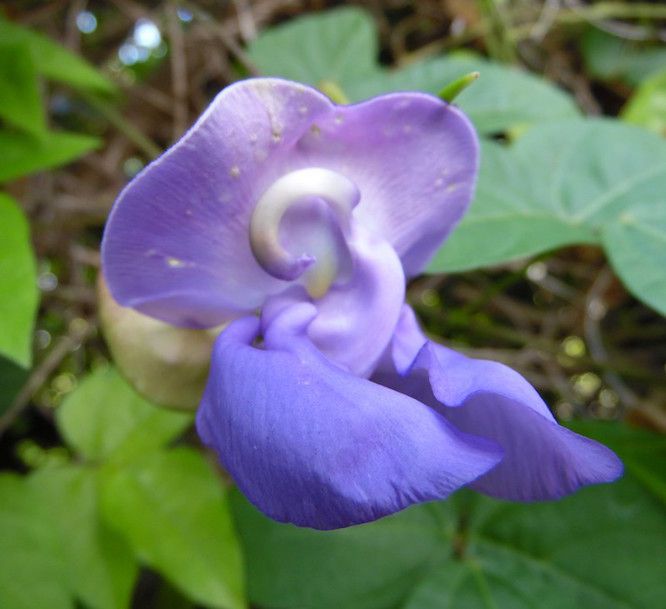 Blaue Glyzinienblüte der Schneckenranke, Nahaufnahme mit grünen Blättern im Hintergrund