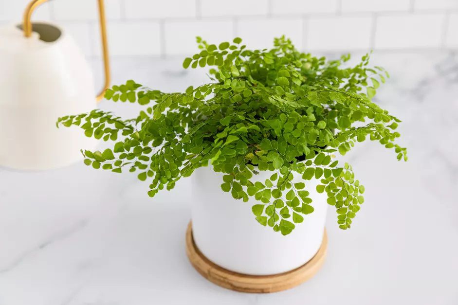 Maidenhair fern em um vaso branco em uma superfície de trabalho de mármore