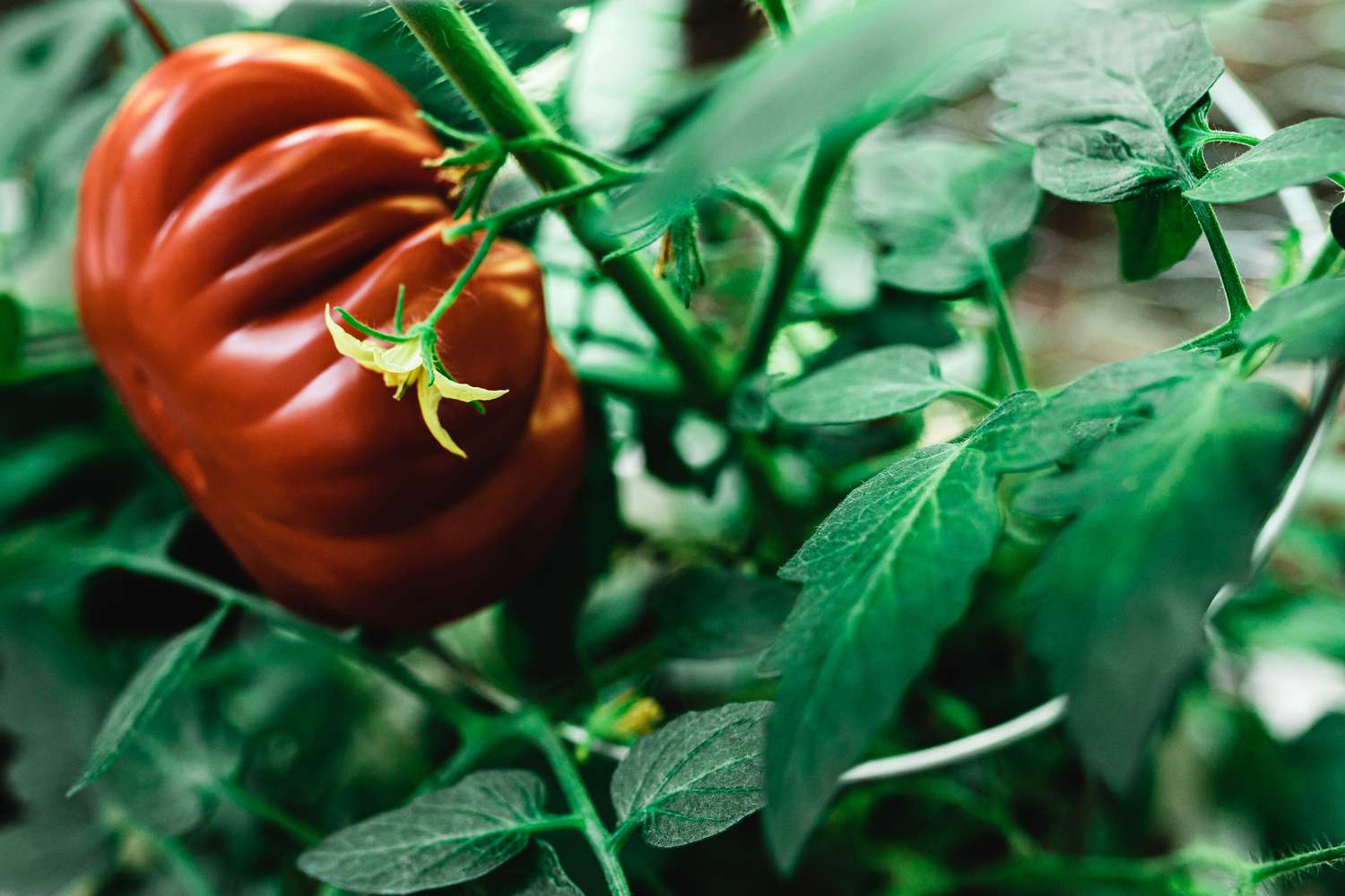 tomate reliquia listo para cosechar