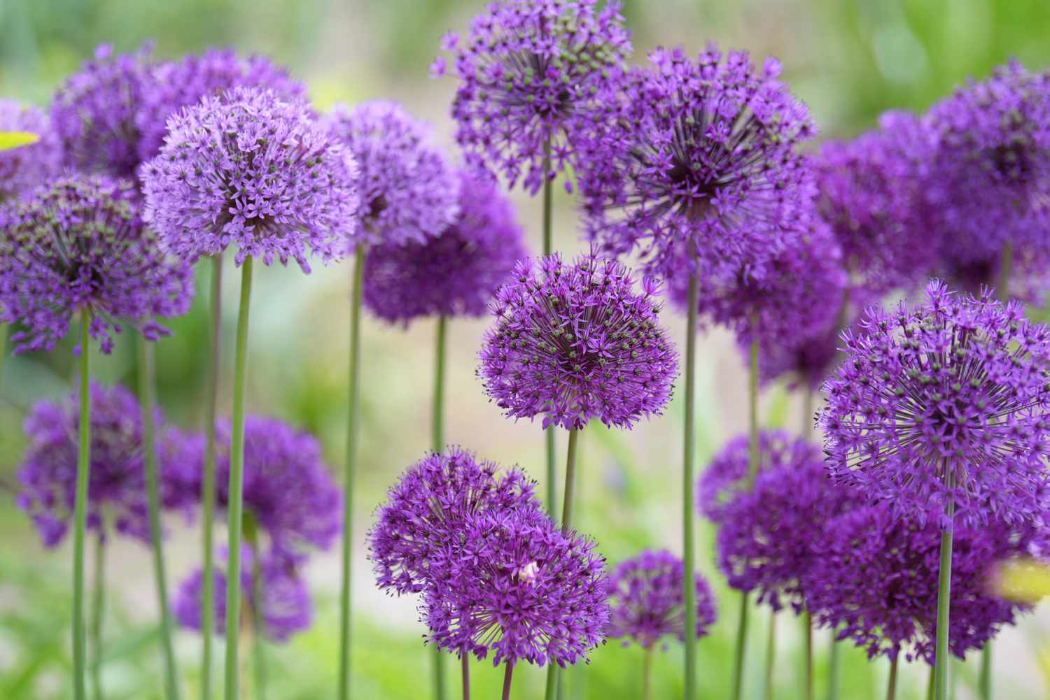 Allium-Pflanze mit kugelförmigen Blütenbüscheln mit winzigen violetten Blütenblättern auf hohem dünnen Stiel