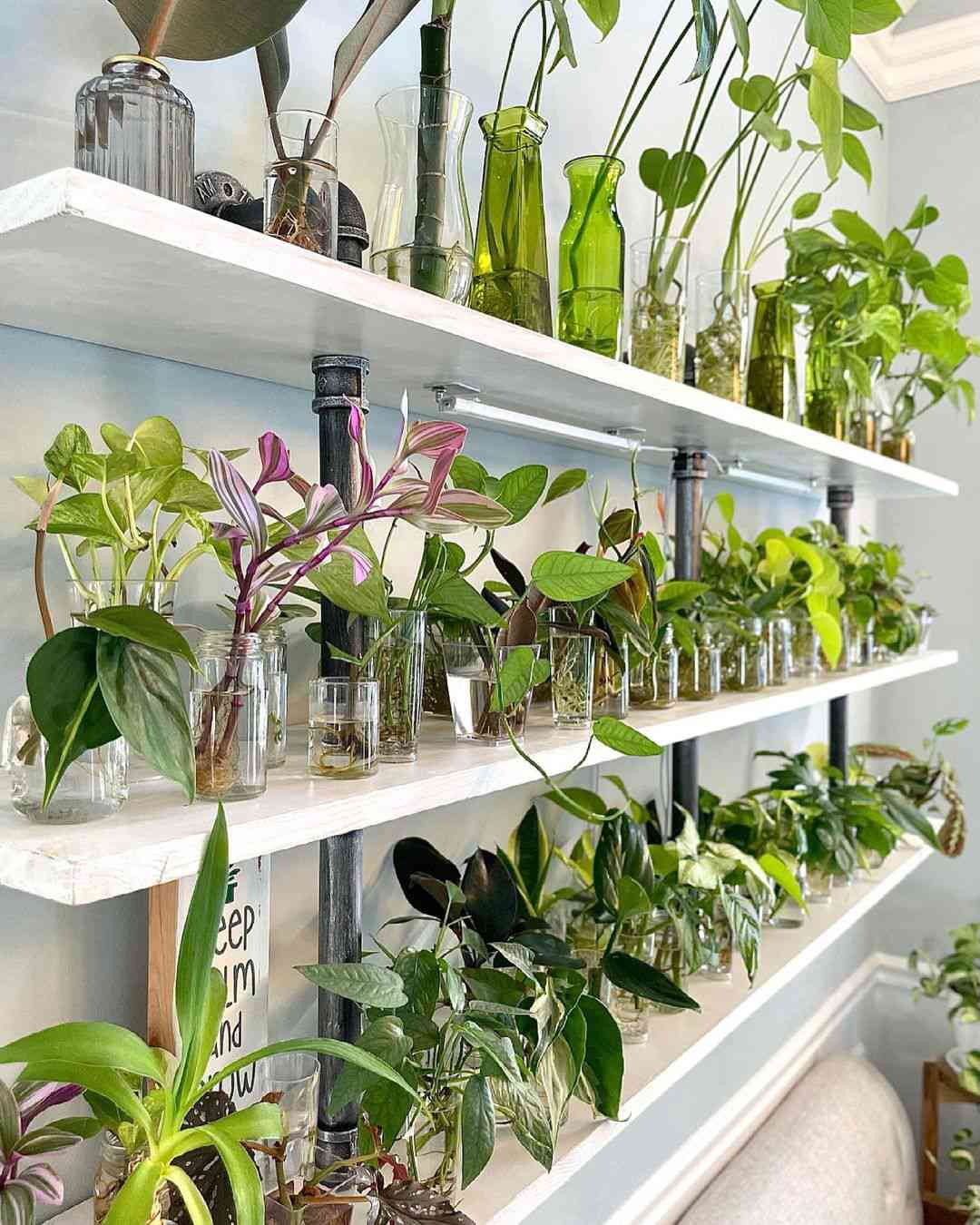 Mur de propagation de plantes d'intérieur