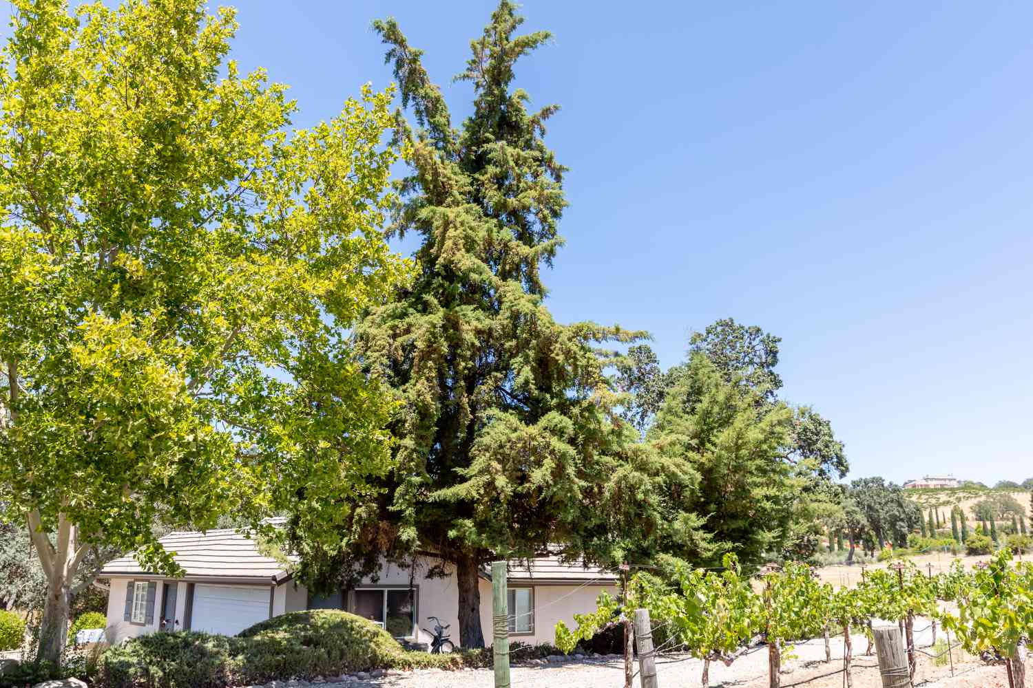 Árvore alta de zimbro ocidental com galhos densos em frente à casa branca
