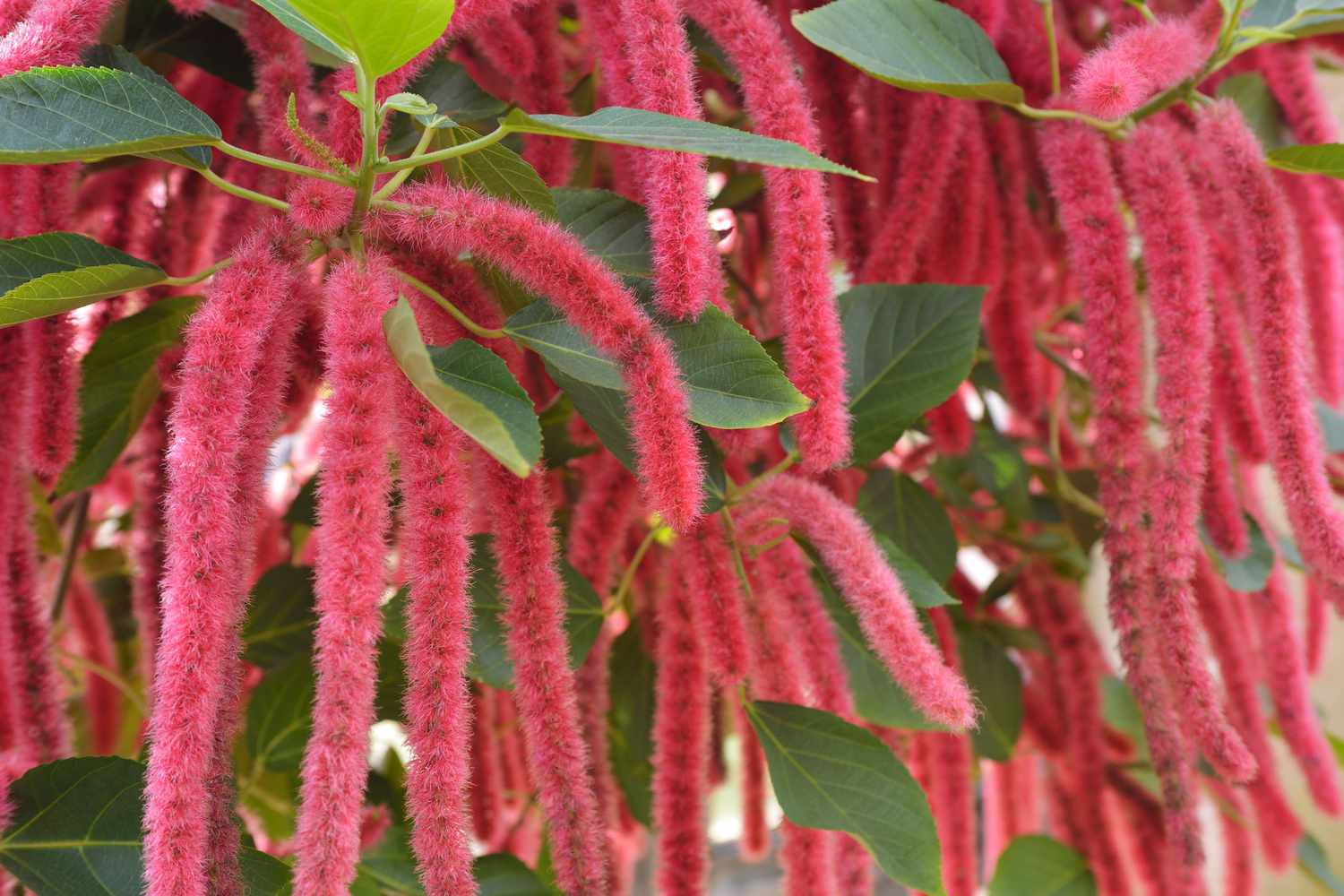 closeup of chenille plant