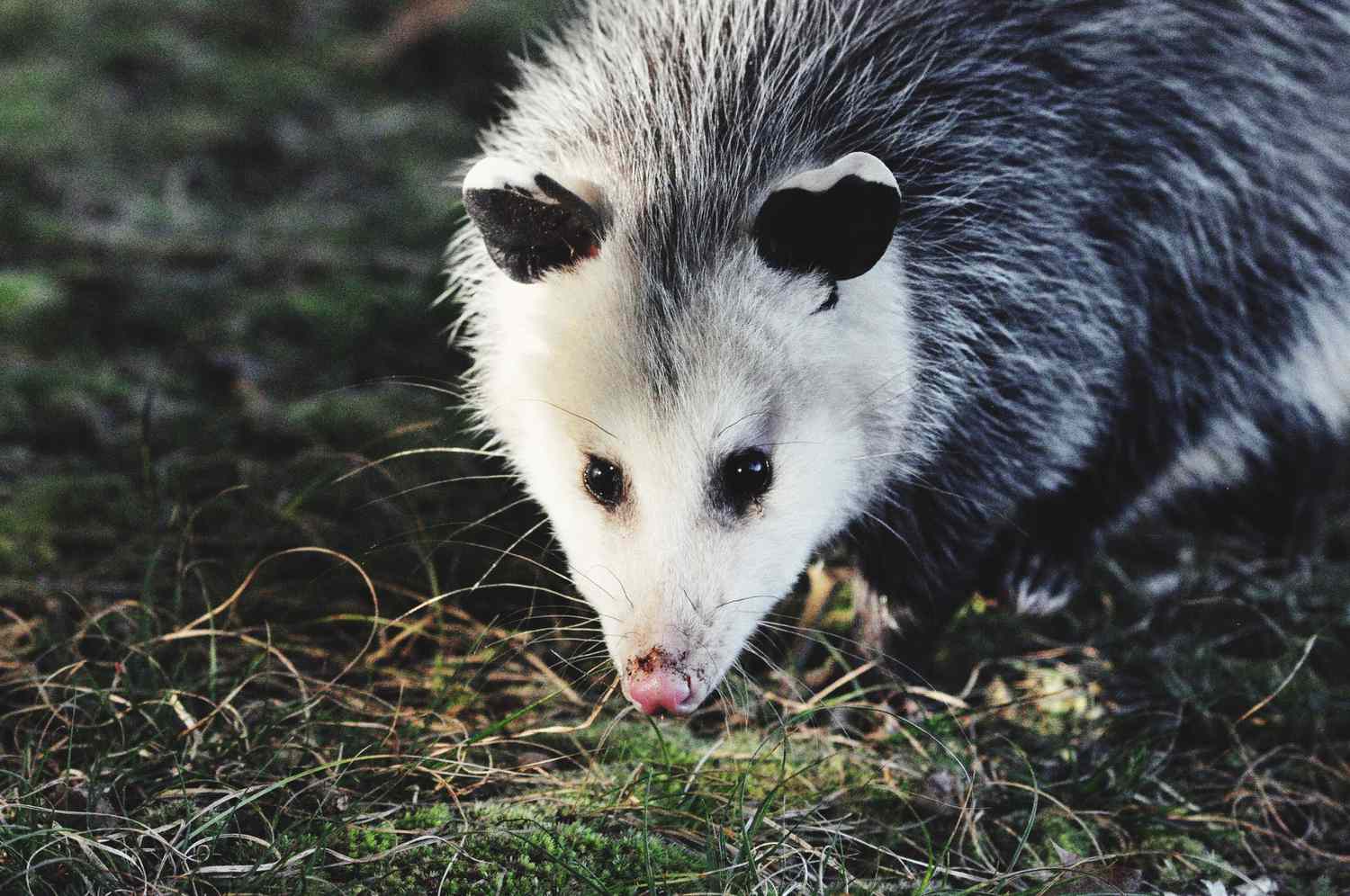Un gros plan d'un opossum avec un visage blanc, un pelage gris et un nez rose