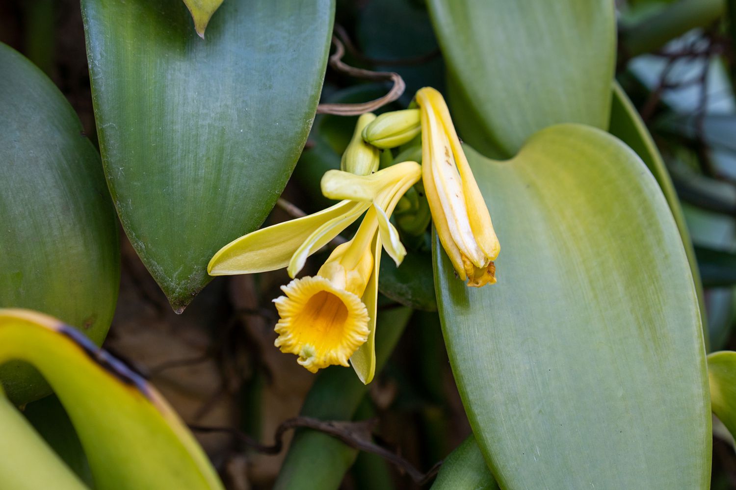 Vanille-Bohnen-Orchidee mit langen gelben Blüten und großen Blättern