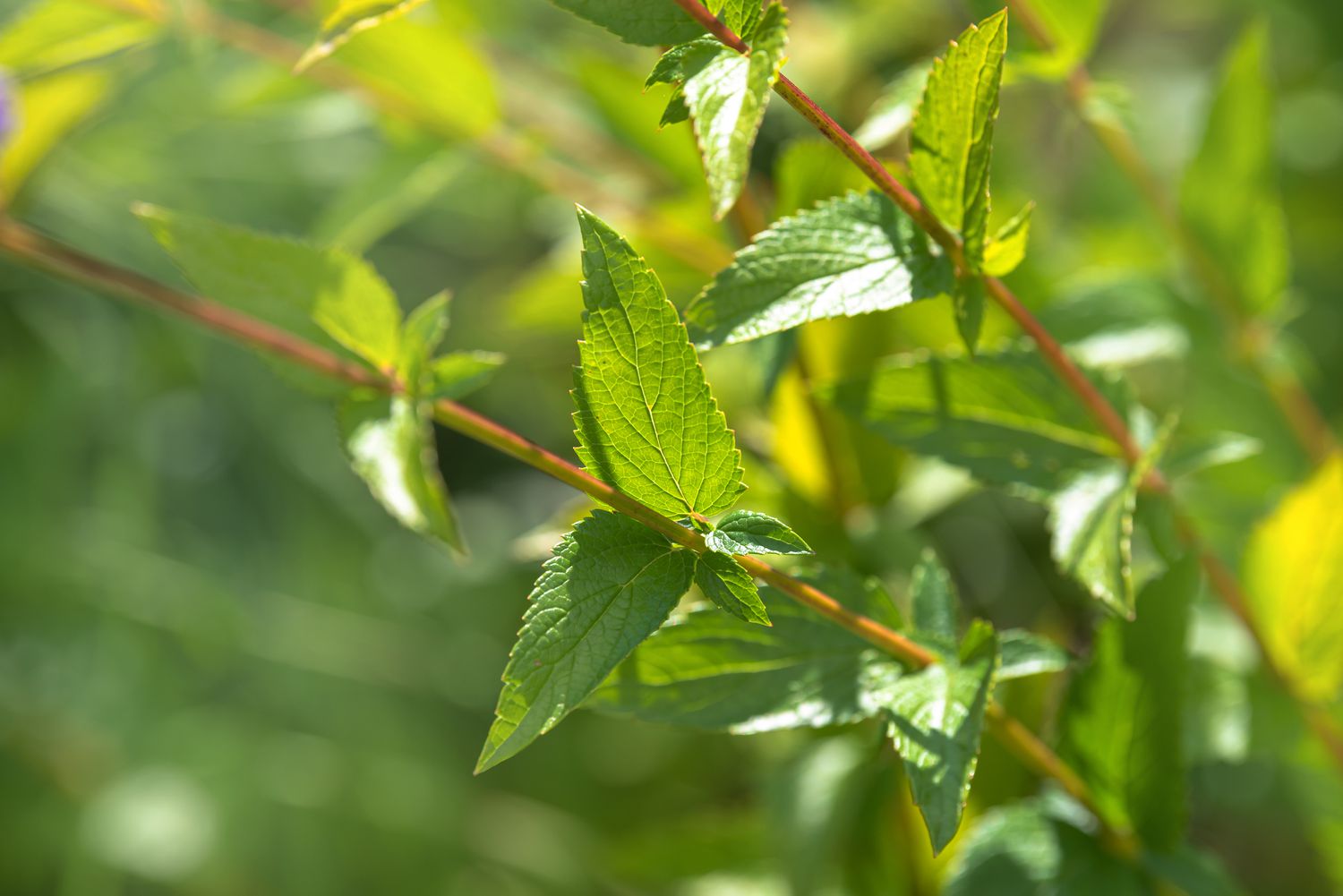 Anis-Hyssop Staude mit pfeilförmigen Blättern im Sonnenlicht in Großaufnahme