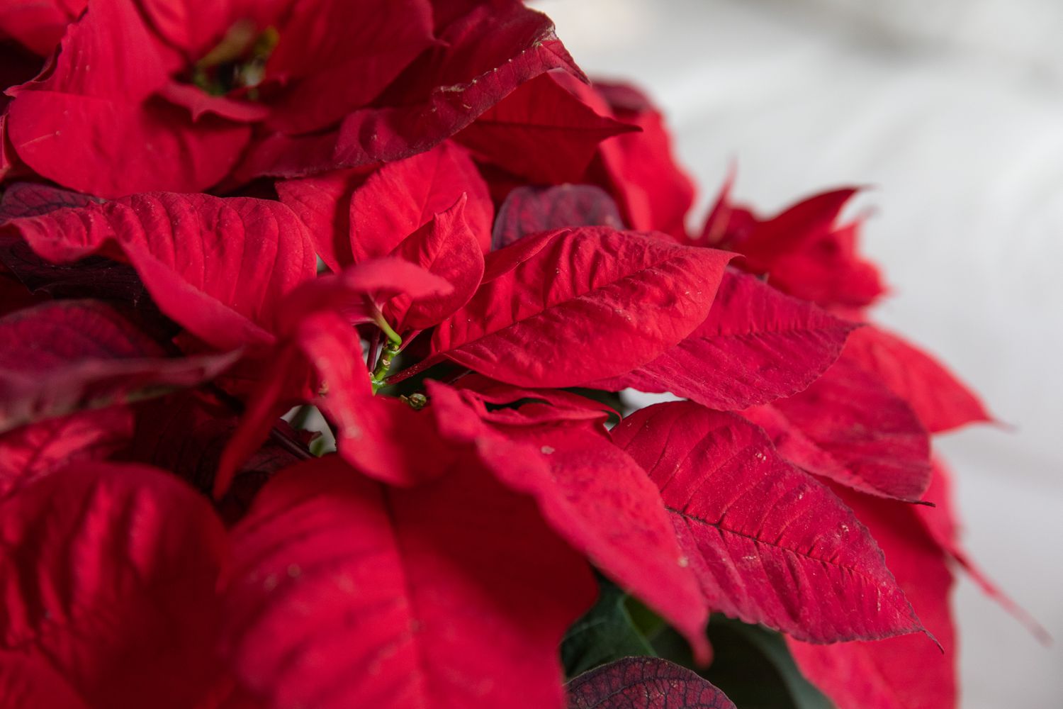 red poinsettia bracts