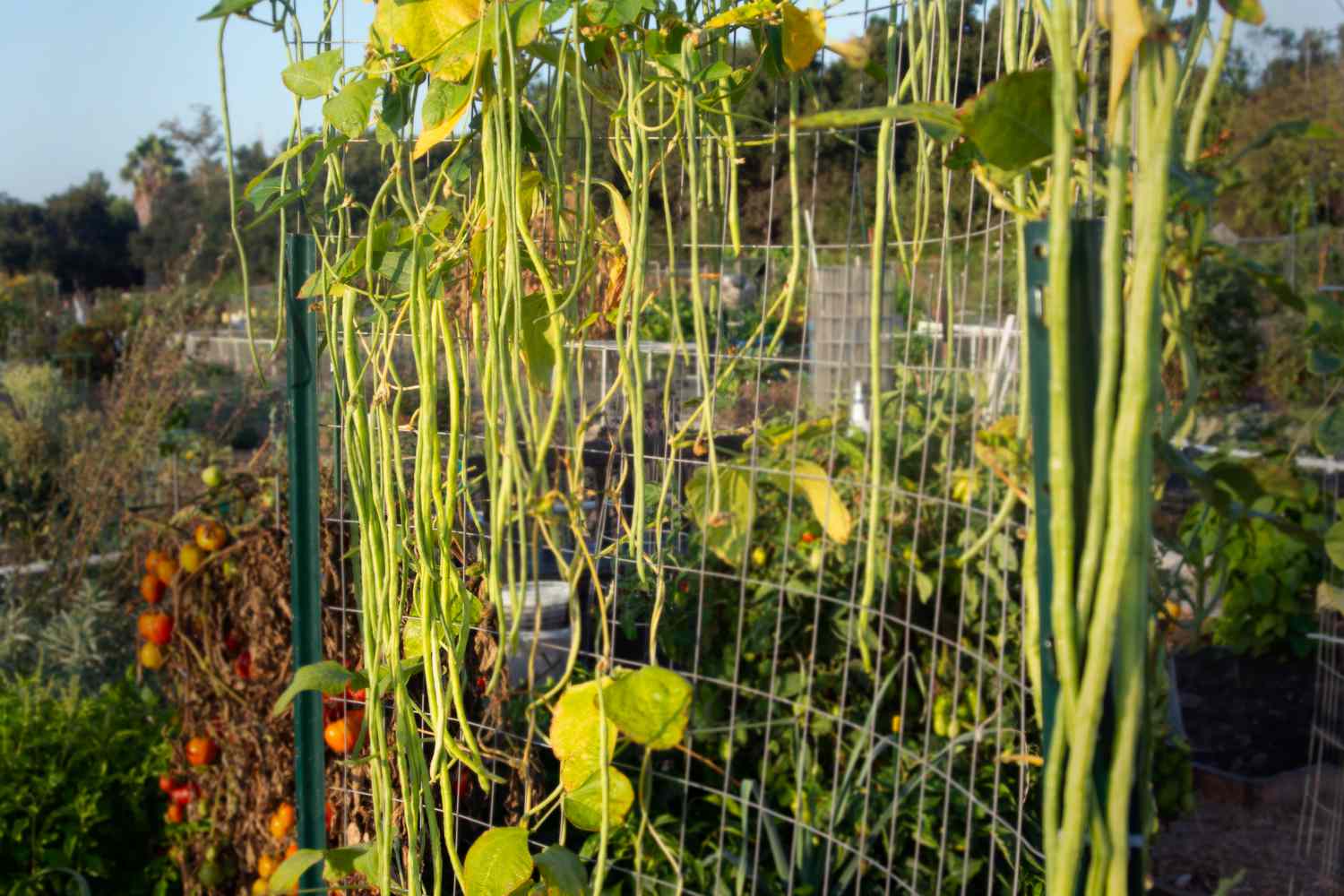 Oriental yard-long heirloom pole beans on chicken wire fencing with long green bean pods hanging