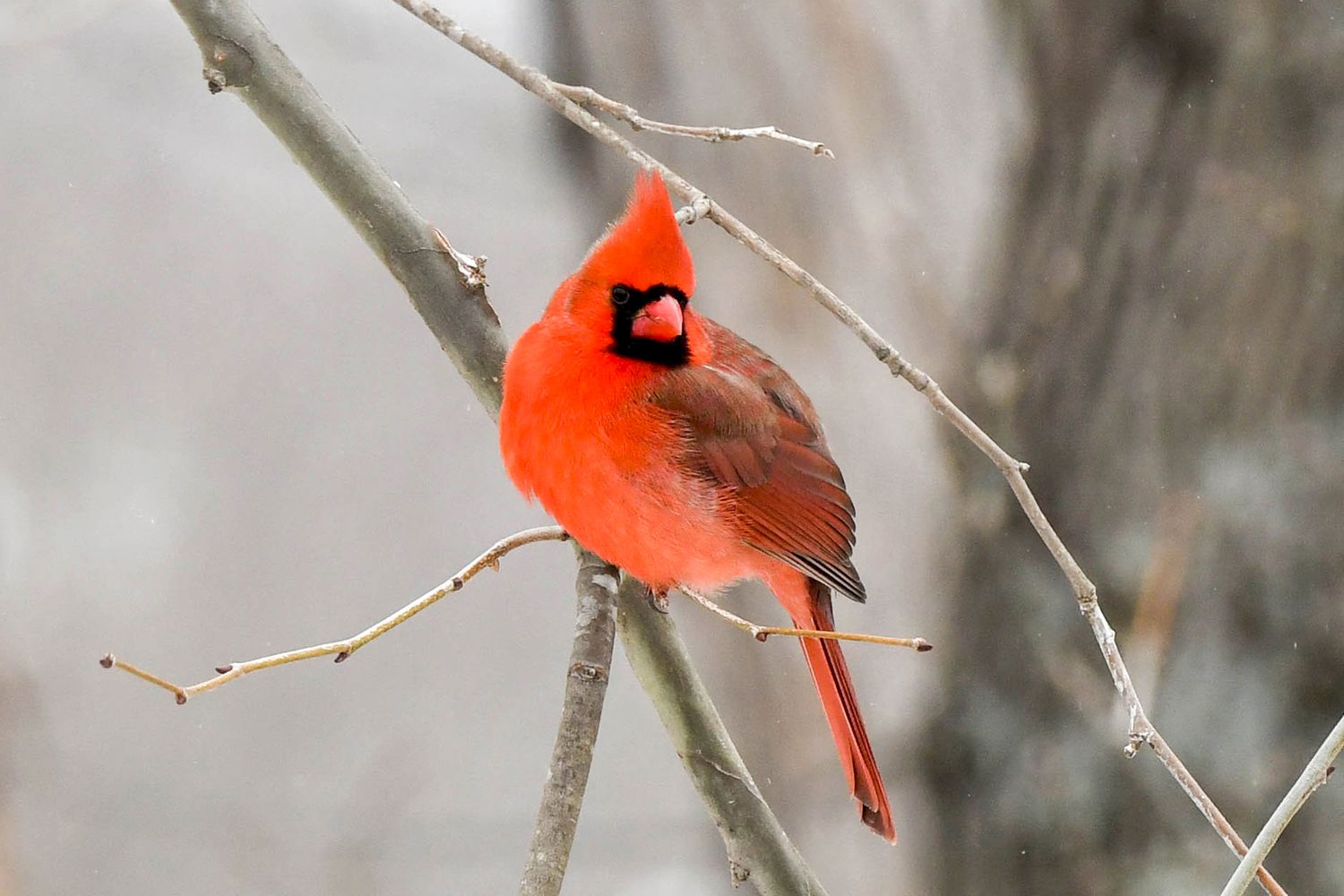 Nördlicher Kardinal im Winter