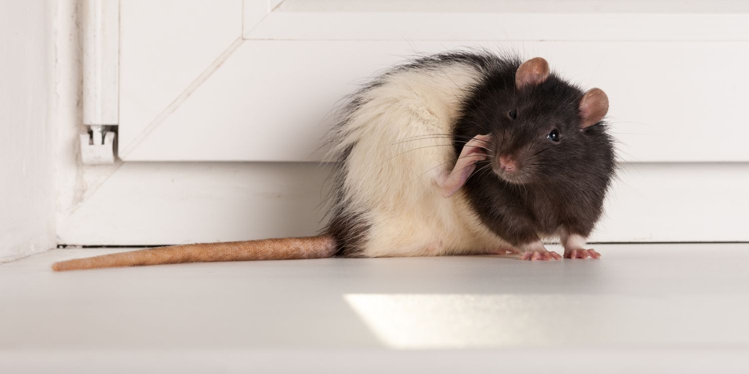 A diferença entre ratos e camundongos e por que ela é importante
