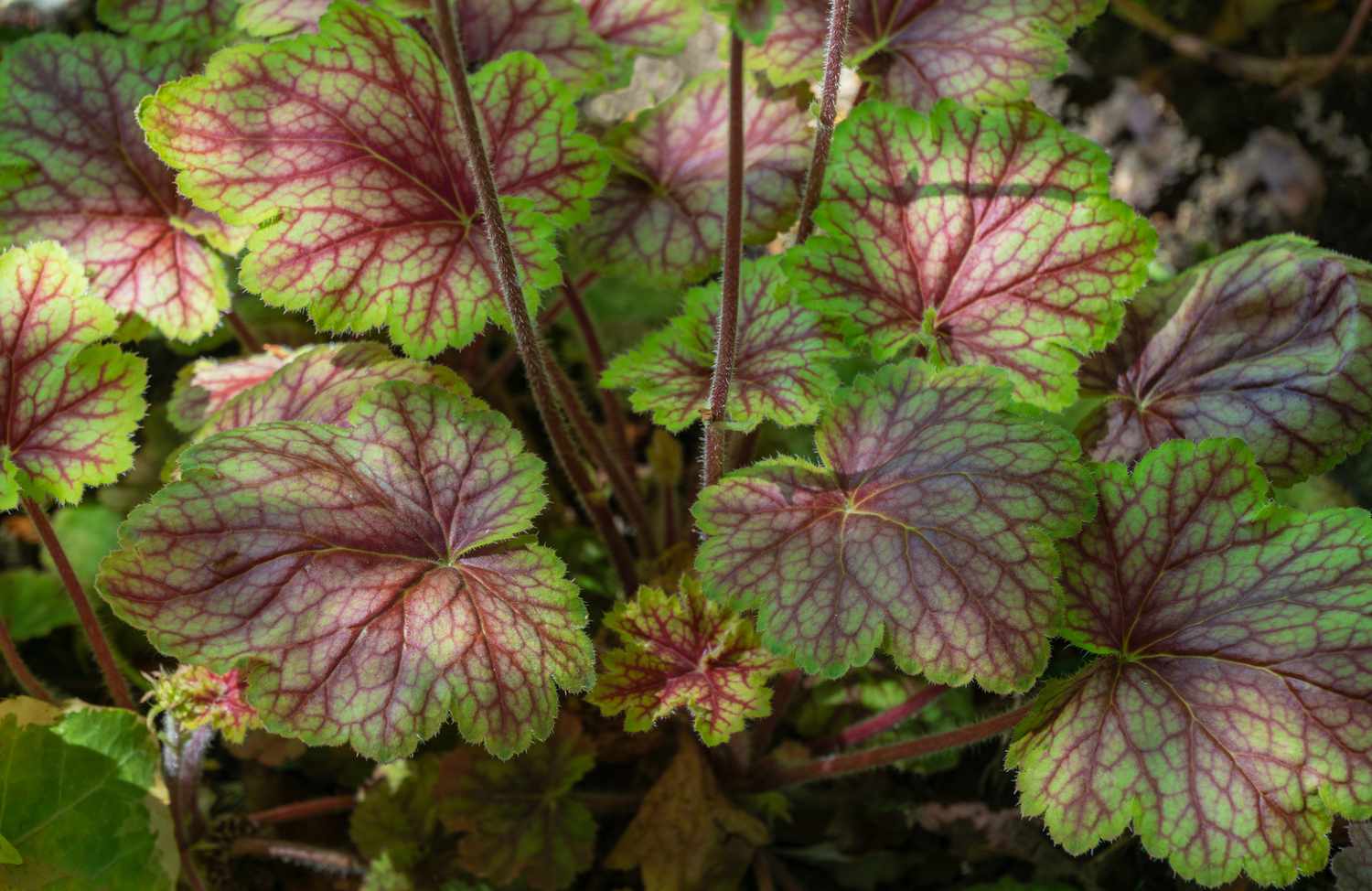 heuchera with green leaves and maroon veins