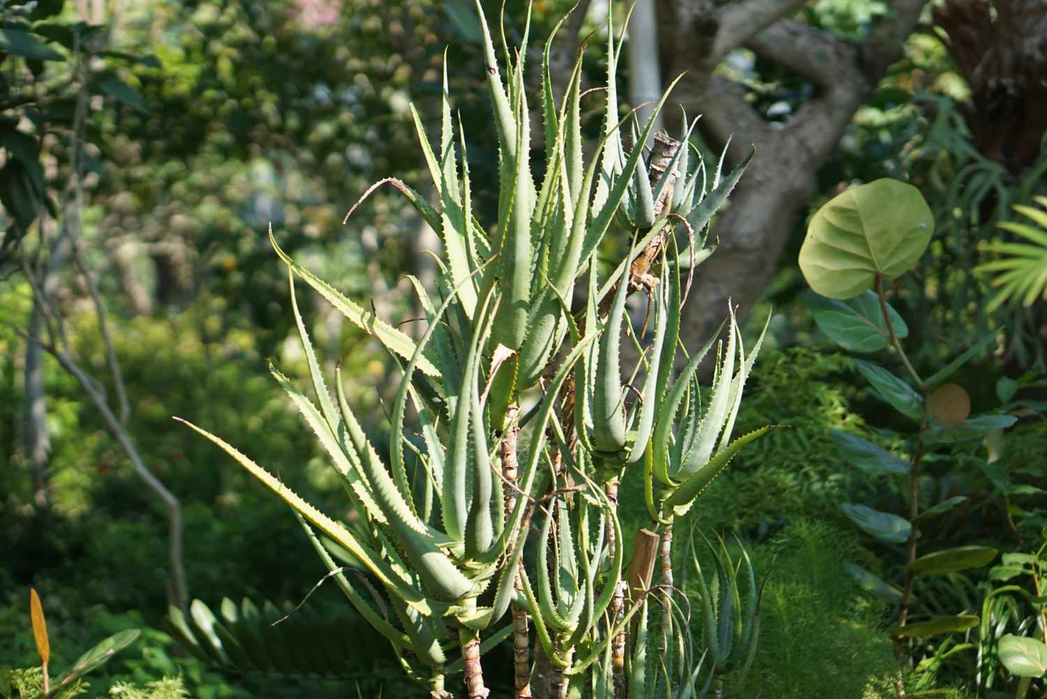 Aloe-Kletterpflanze mit hohen stacheligen Blättern im Sonnenlicht