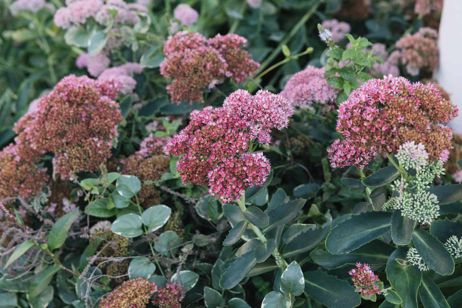 sedum autumn joy stonecrop