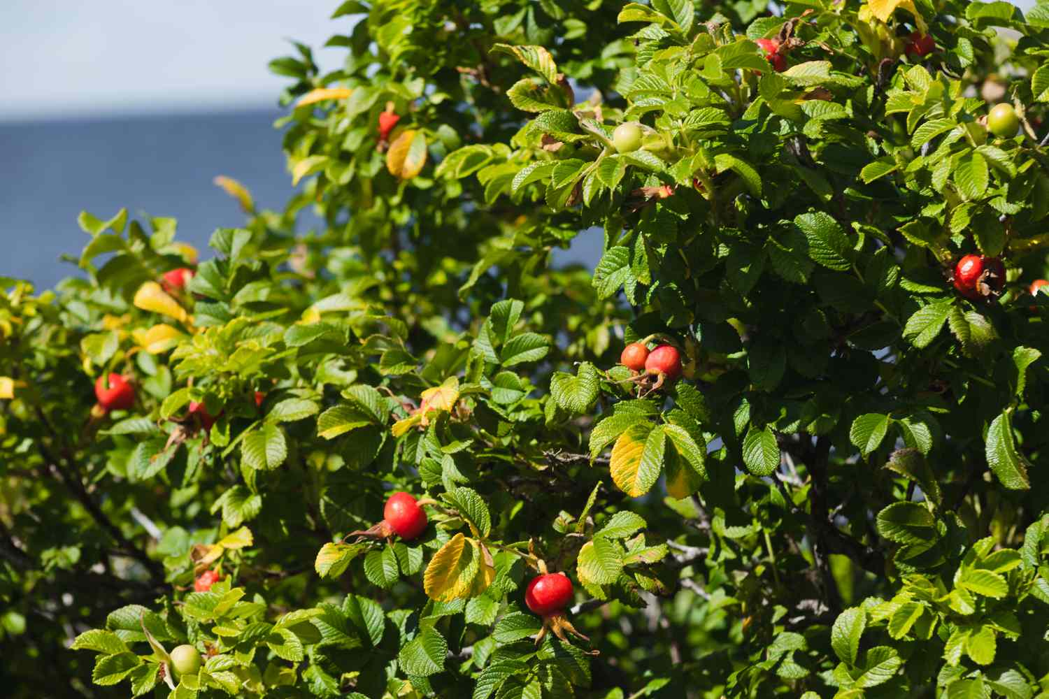 Hundsrosenstrauch mit Hagebutten in der Sonne