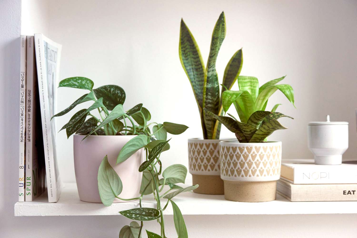 Satin pothos und Schlangenpflanzen im Winter im Haus