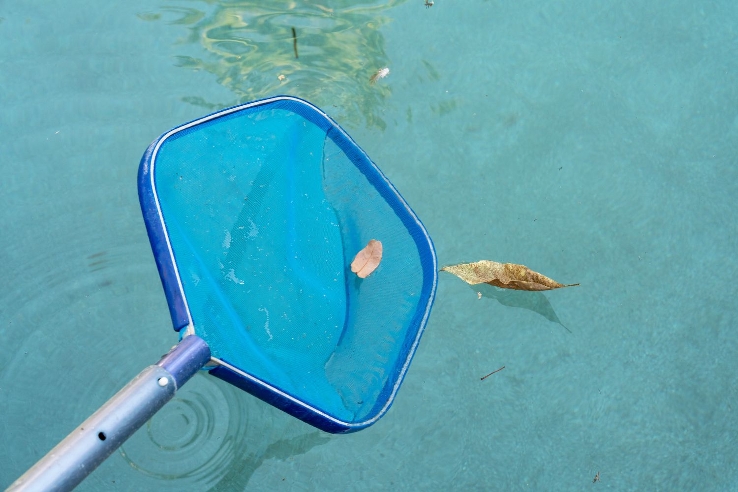 Matéria orgânica e folhas sendo removidas da piscina com uma rede azul