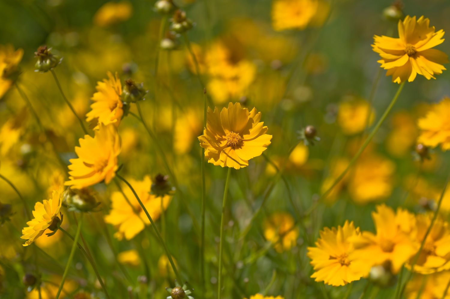 Coreopsis nana com flores amarelas em um campo com luz solar