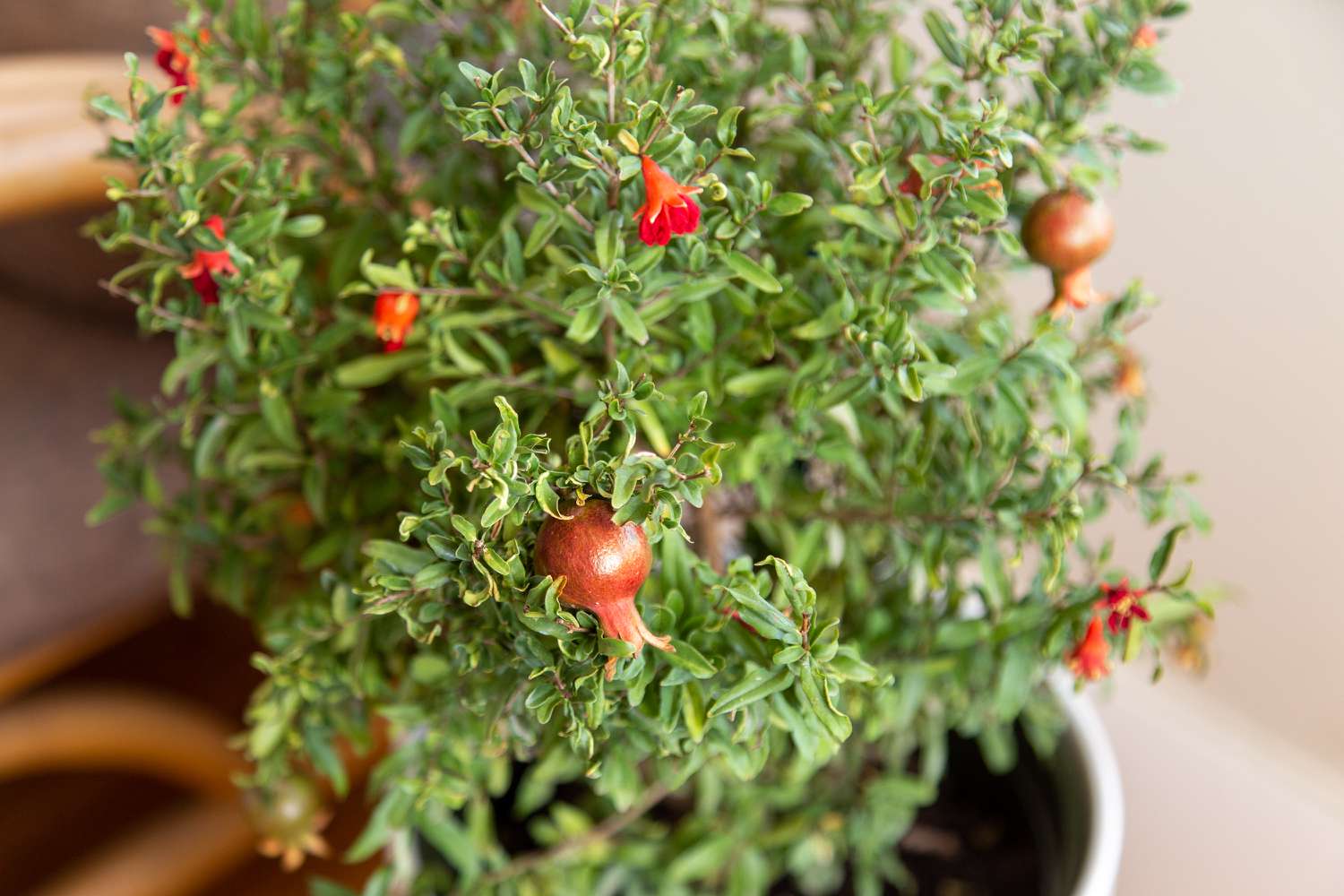 Granatapfelbusch mit kleinen runden hängenden Früchten und roten trompetenförmigen Blüten