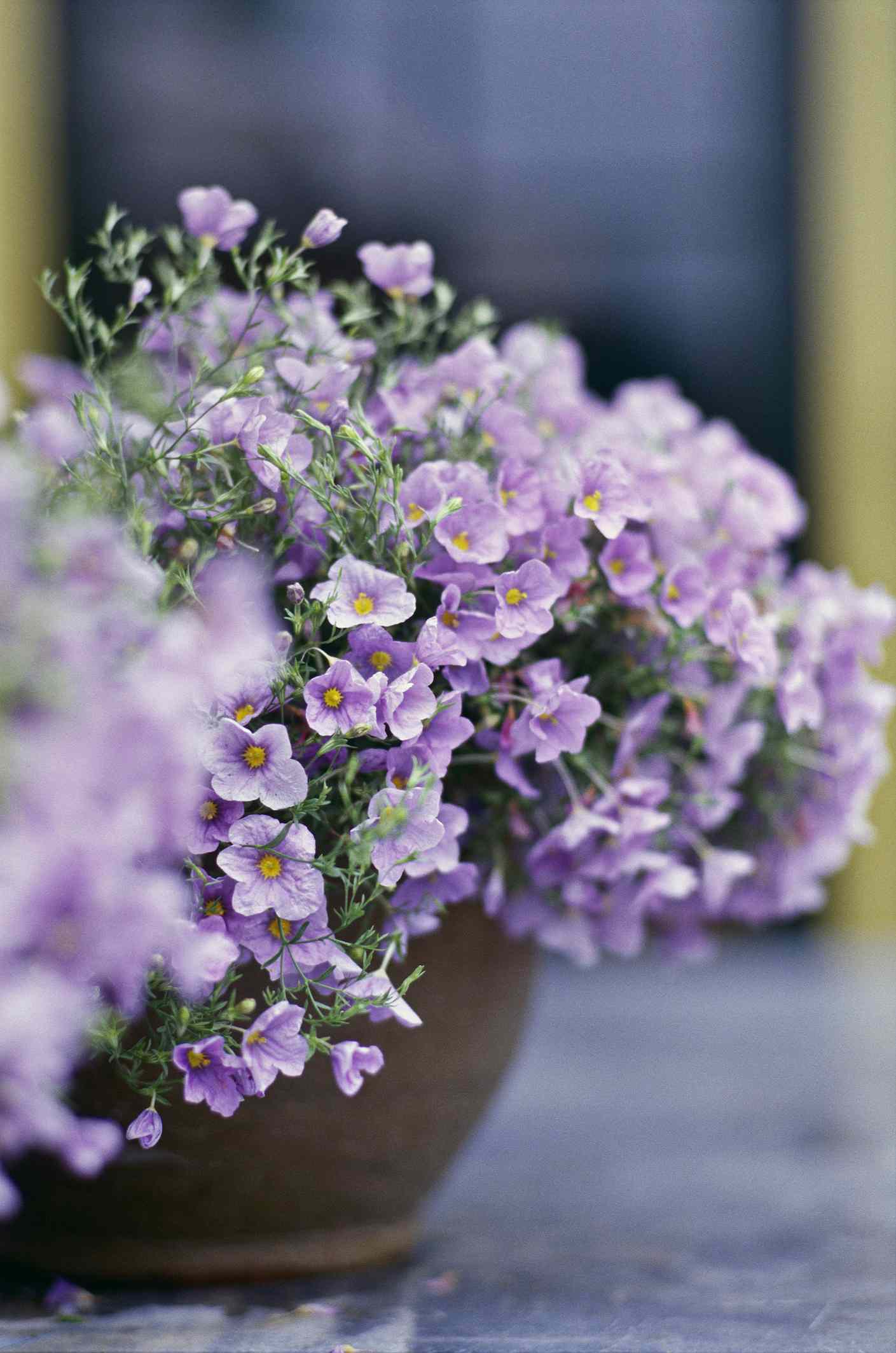 Nierembergia Pflanze mit Lavendelblüten