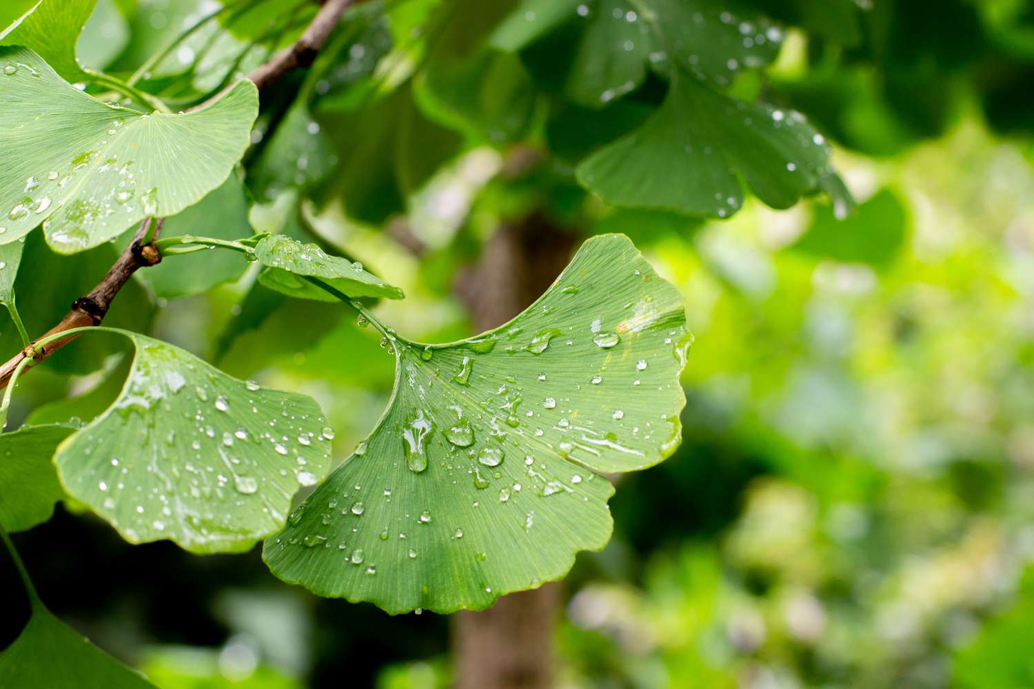 Ginkgo biloba-Blatt, Ginko-Baumblätter mit Regentropfen in Nahaufnahme