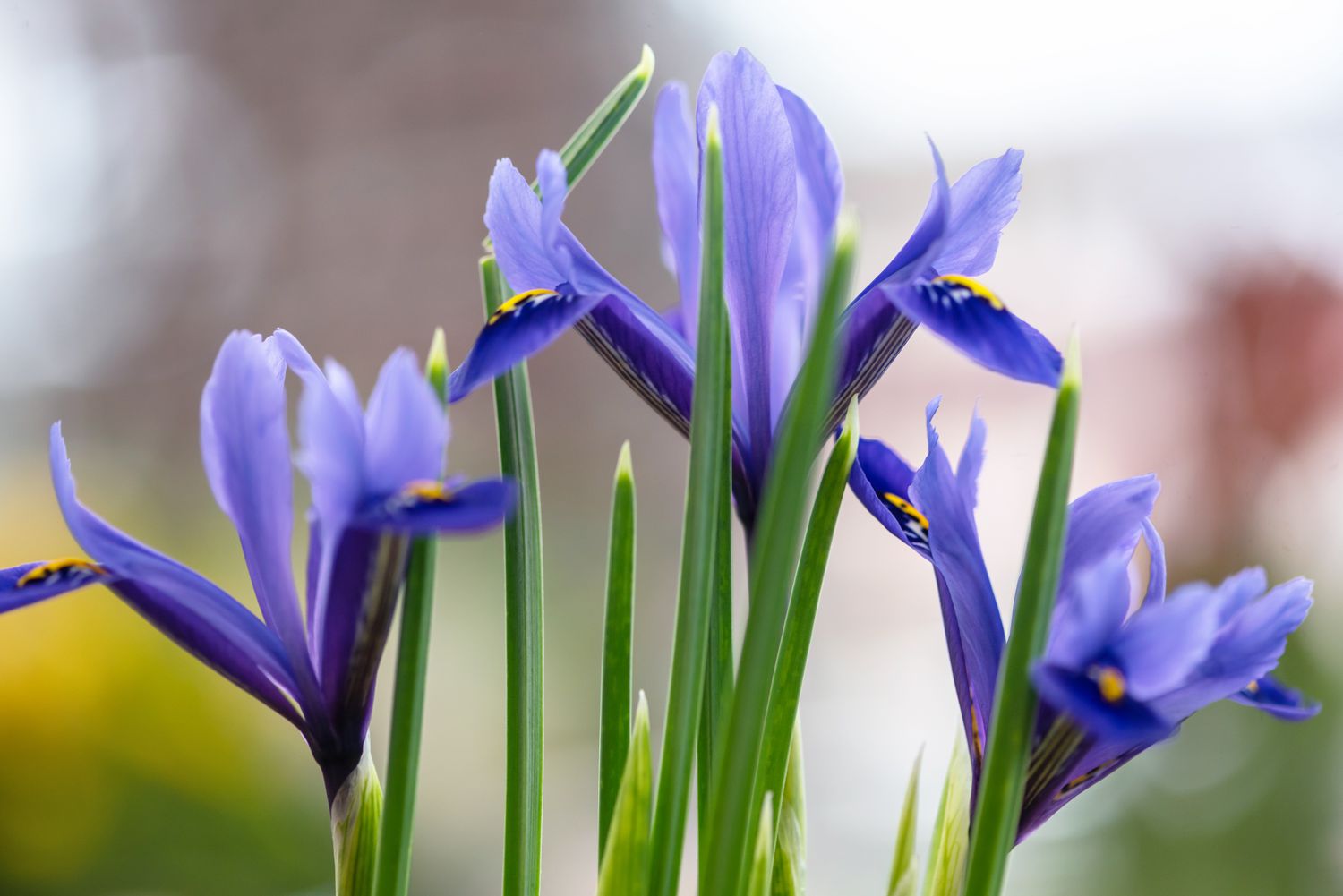 Iris reticulata with purple and yellow flowers with slender leaves closeup
