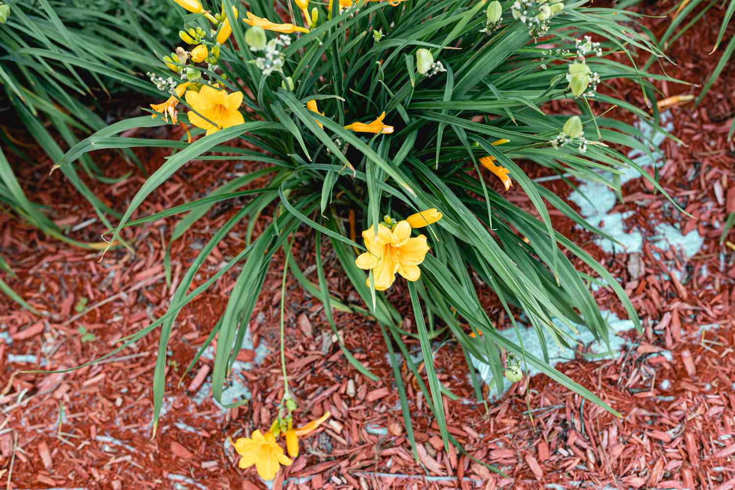 stella de oro lilies in a landscape