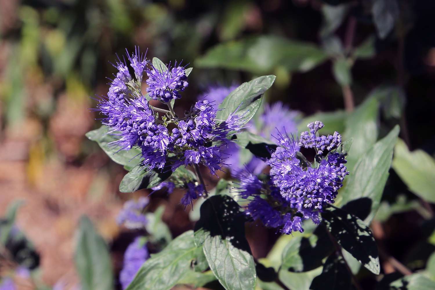 Caryopteris-Strauch in Blüte.