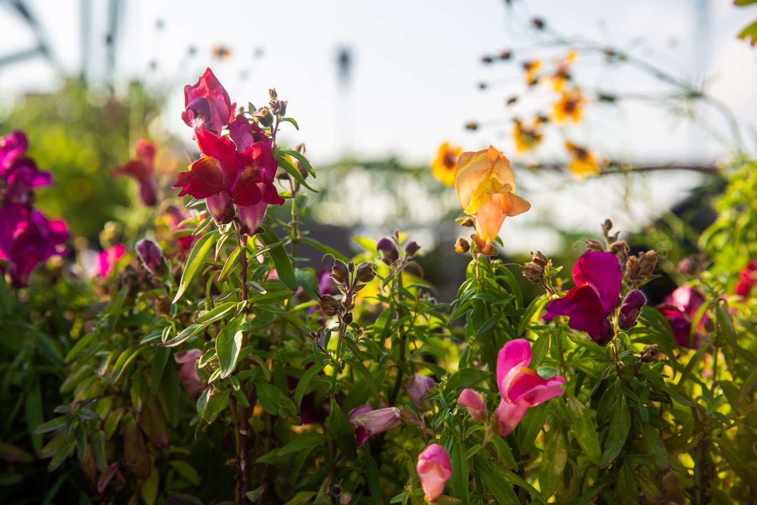 Snapdragons: Guia de cultivo e cuidados com a planta