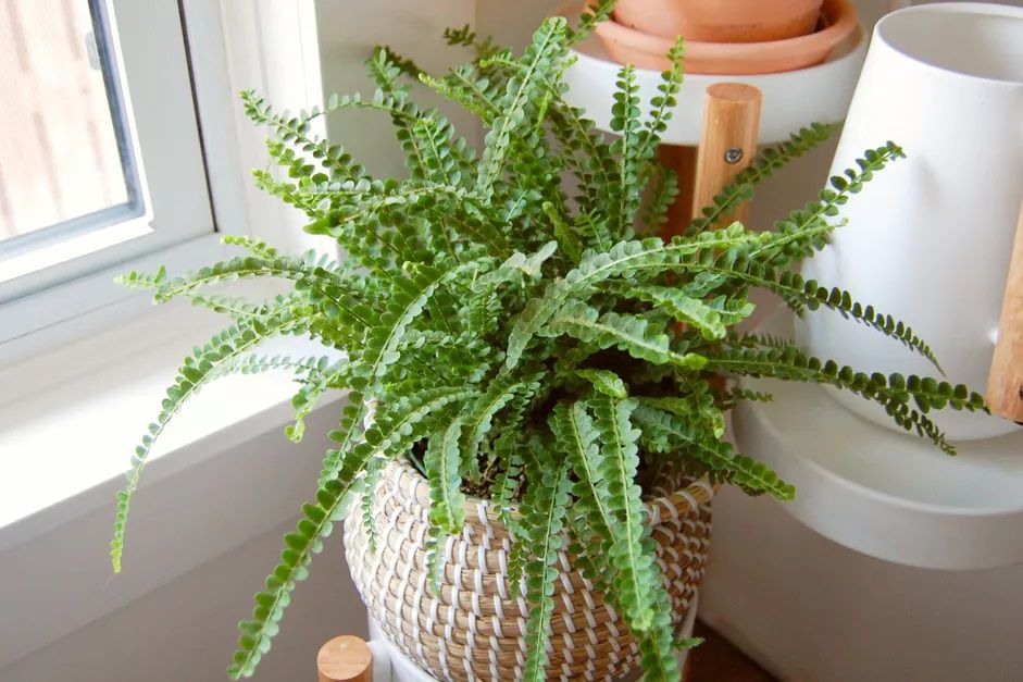 Lemon butter fern growing in a ratta basket beside a window indoors