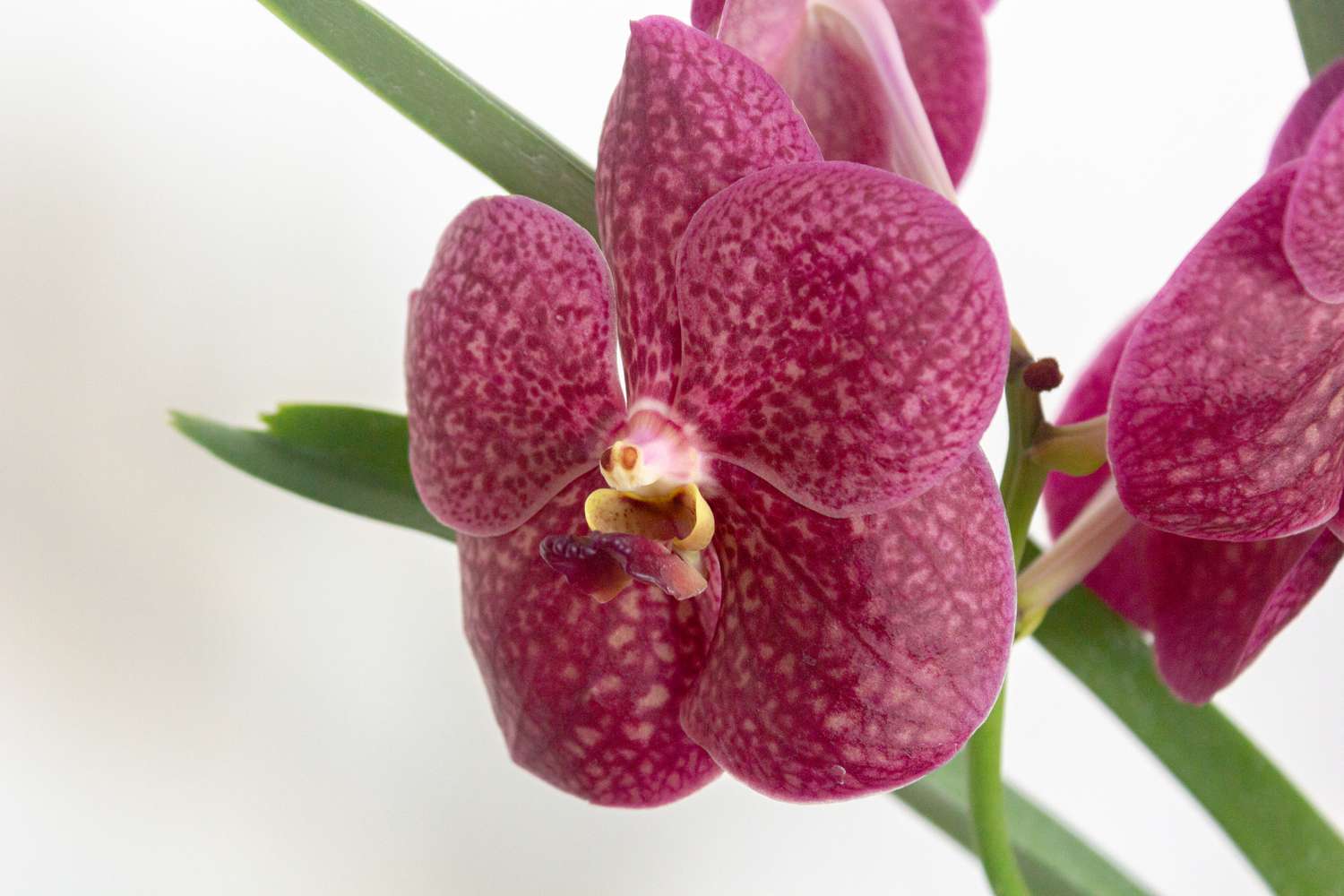 closeup of a vanda orchid bloom