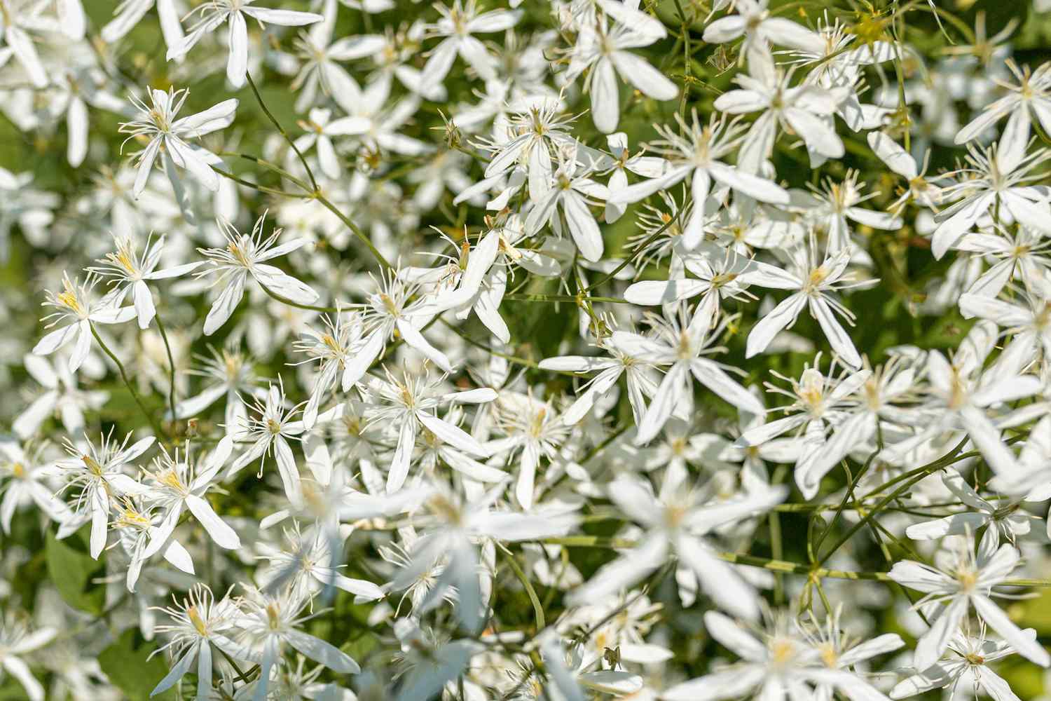 Süße Herbst-Clematis-Rebe mit kleinen weißen Blüten und wuscheligen Samenköpfen in Großaufnahme