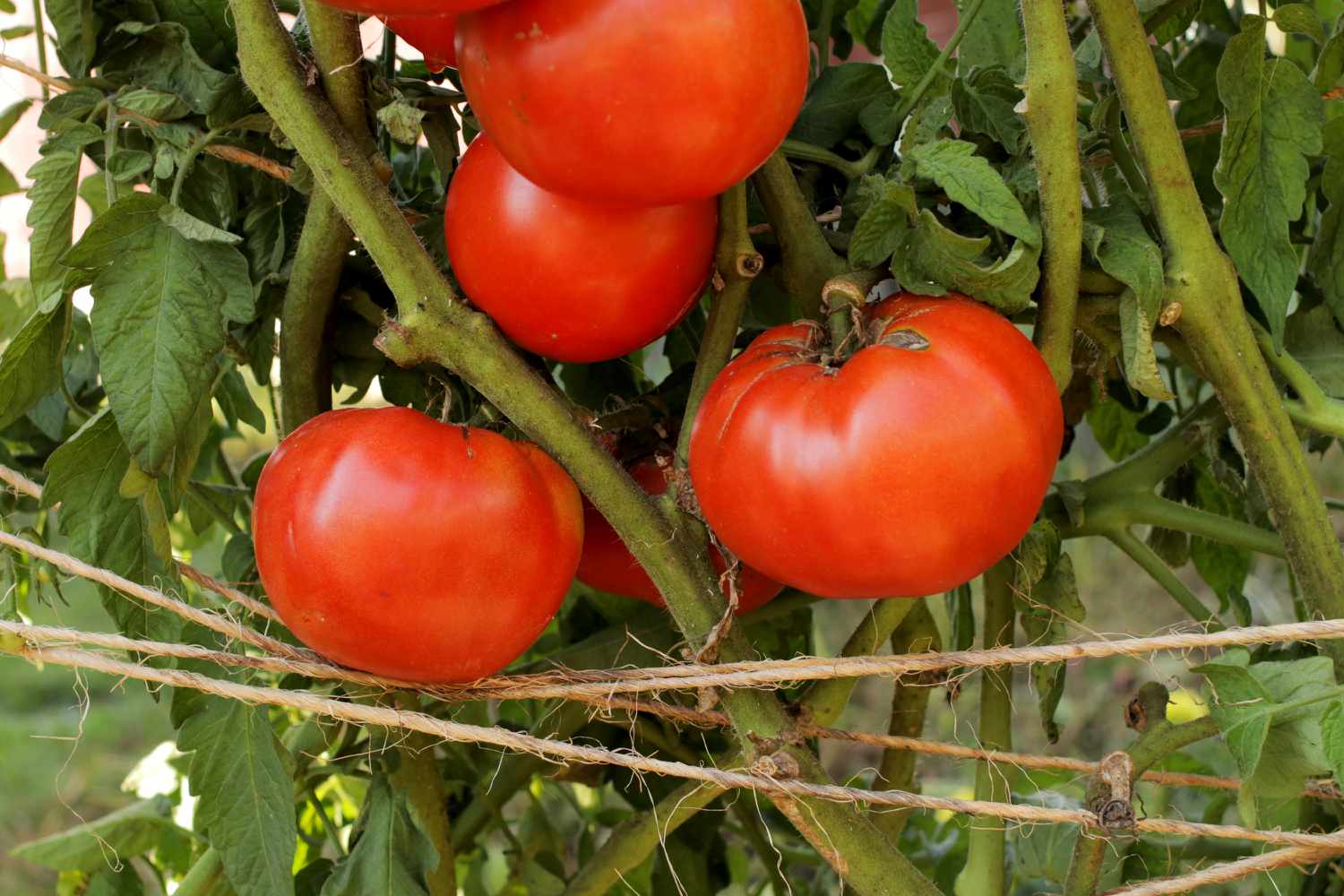 Beefsteak-Tomaten mit Bindfaden umwickelt