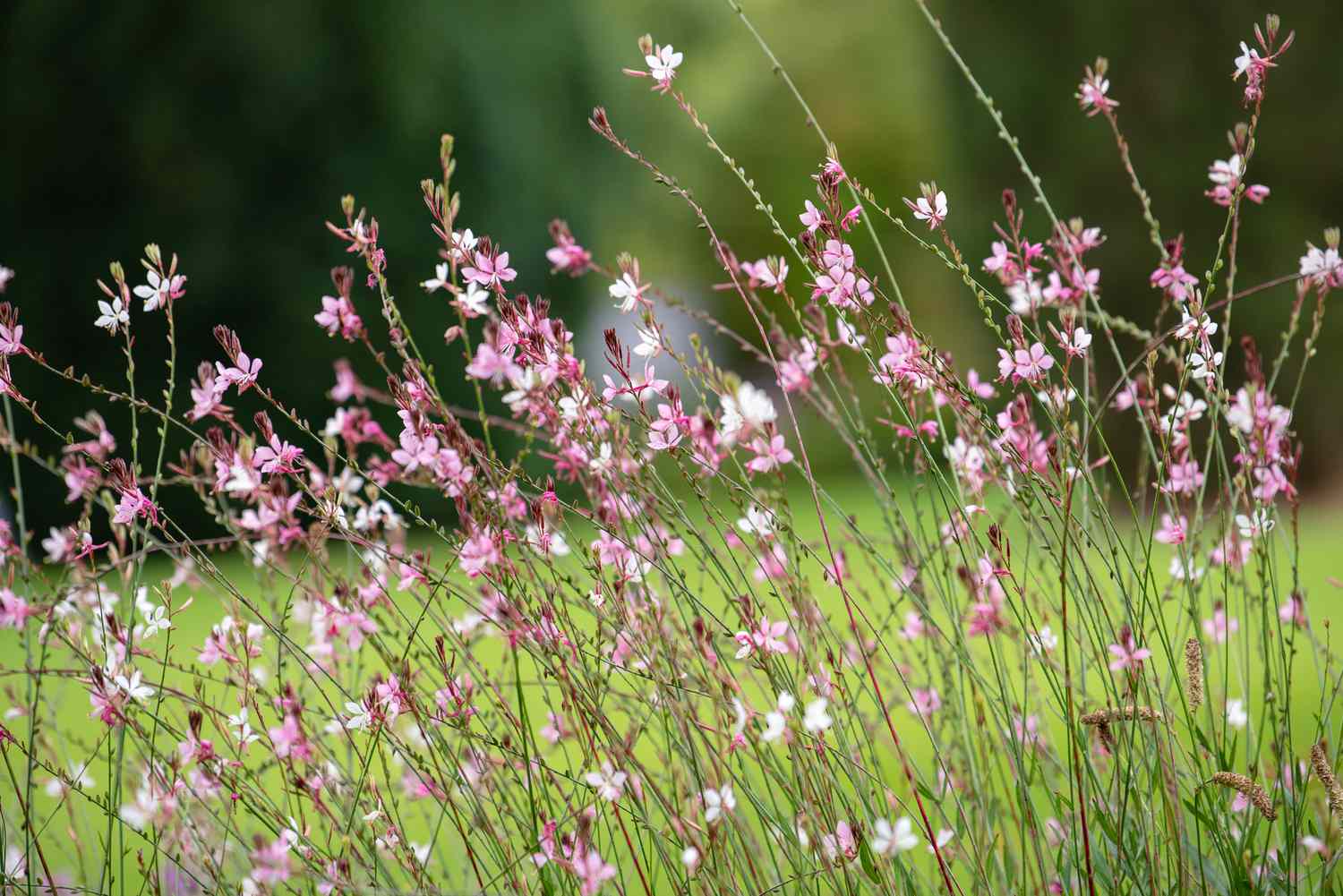 Wand flower with thin stems and dainty white and pink flowers