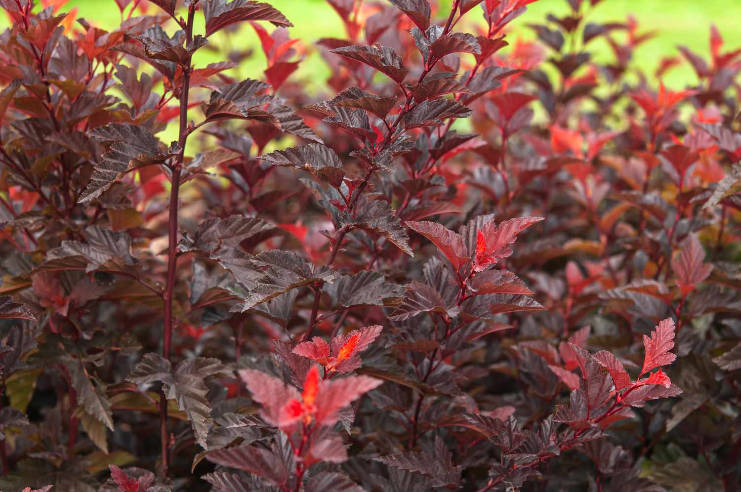 ninebark shrub foliage