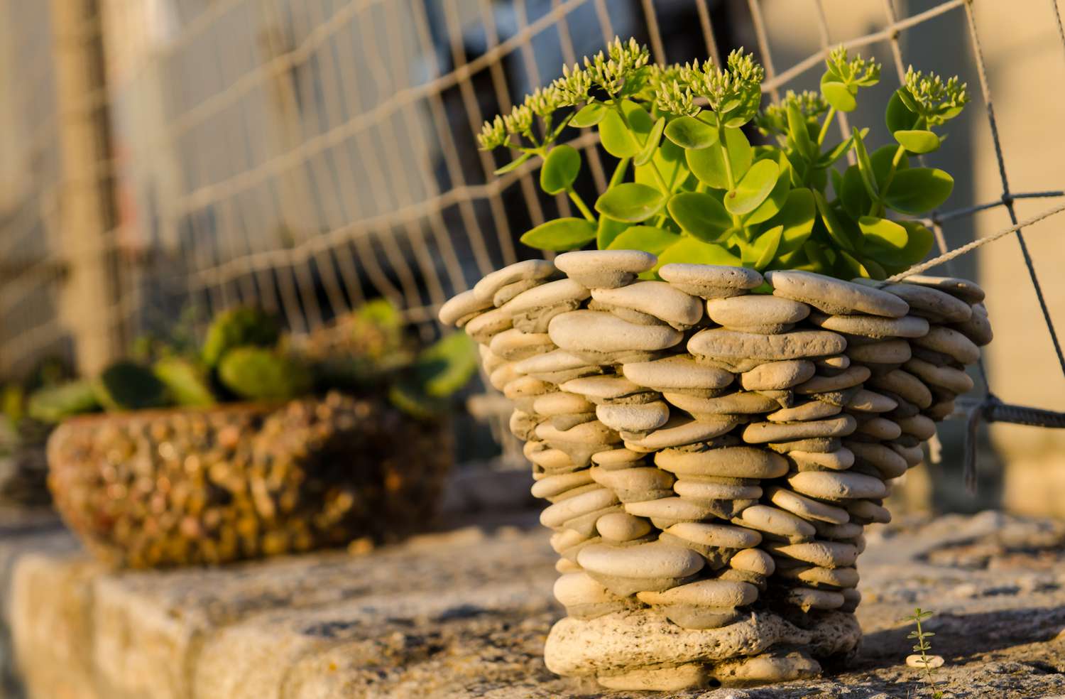 Blumentopf aus Kieselsteinen mit wachsendem Sedum