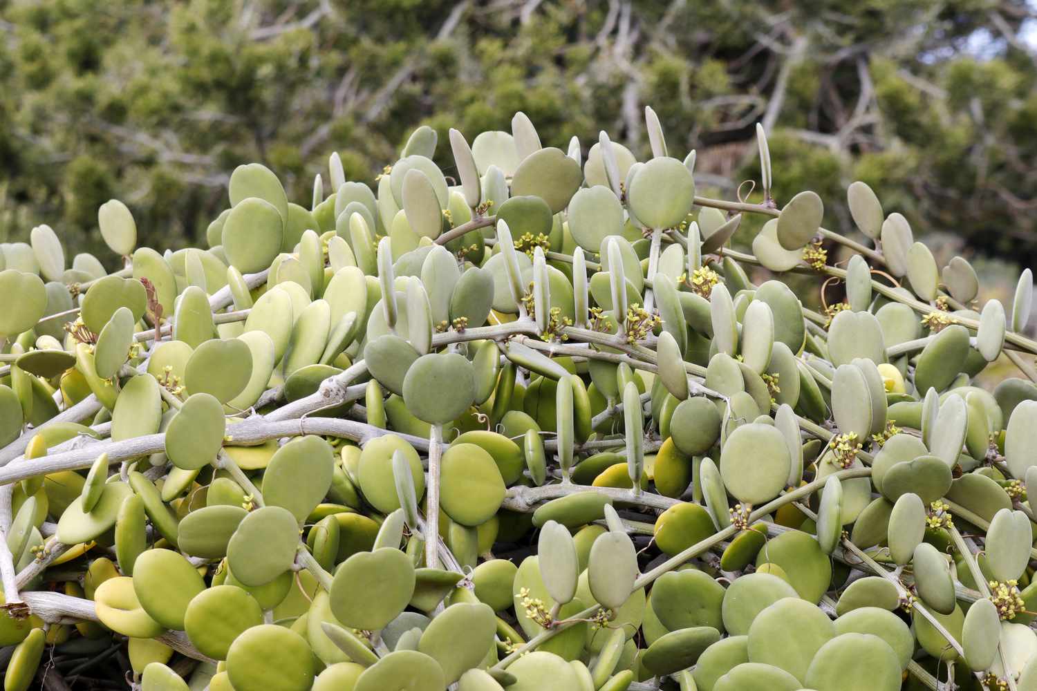 close up of Silver Dollar Vine (Xerosicyos danguyi)