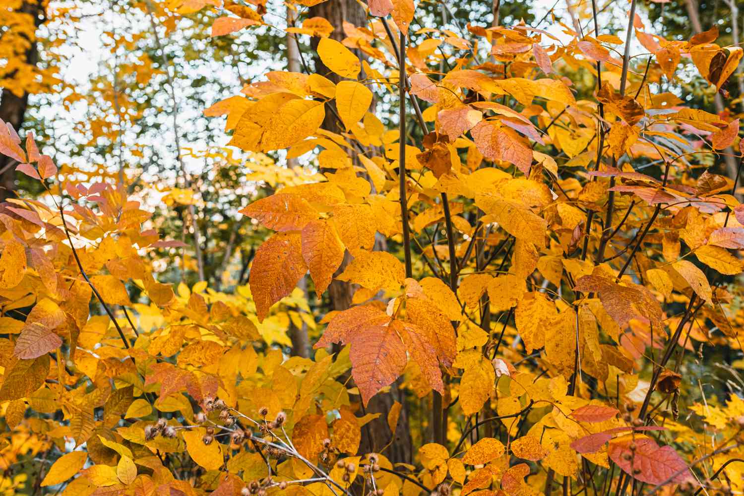 white ash tree