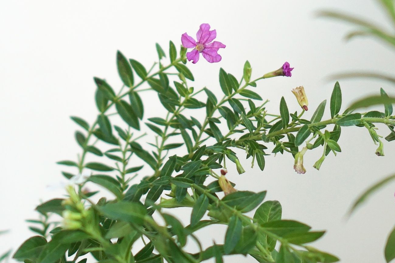 Mexikanische Heidekrautpflanze mit kleinen rosa Blüten und Knospen an dichten Stängeln