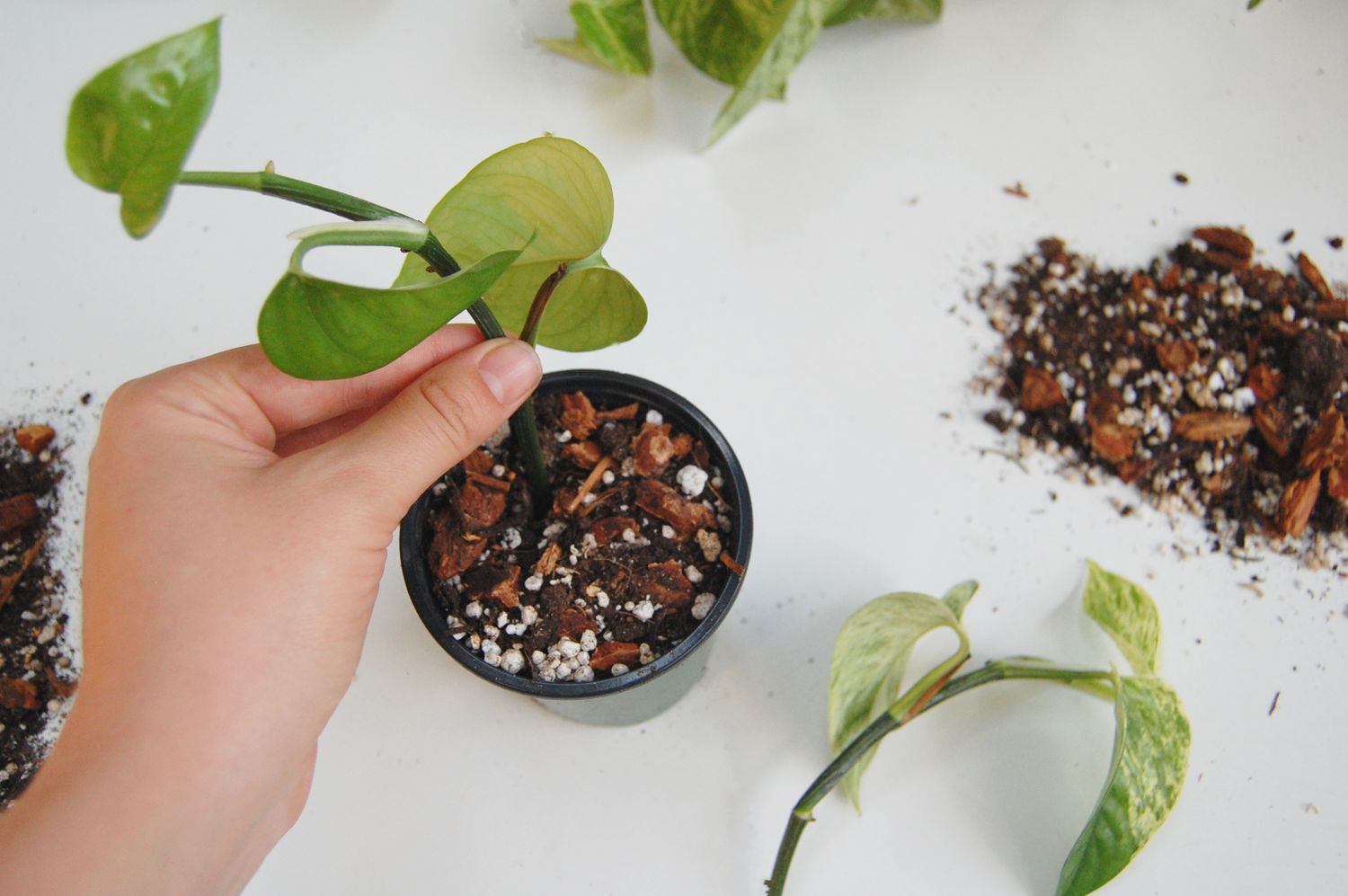 Ein Steckling von Pothos wird zur Vermehrung in Erde gepflanzt.