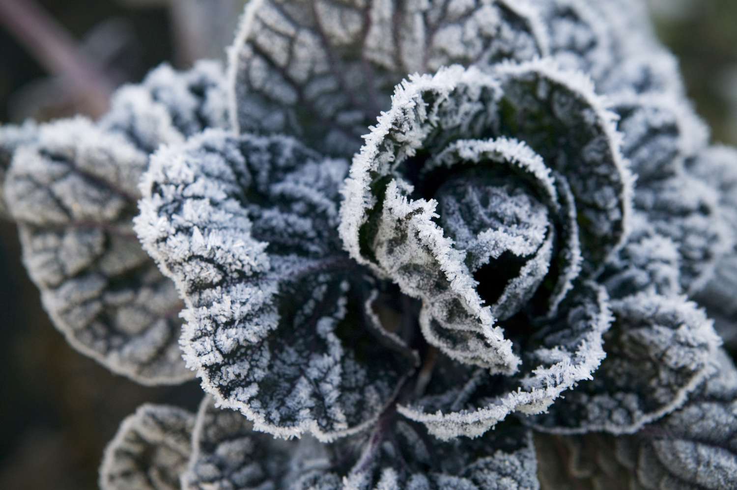 Kohl mit Frost bedeckt