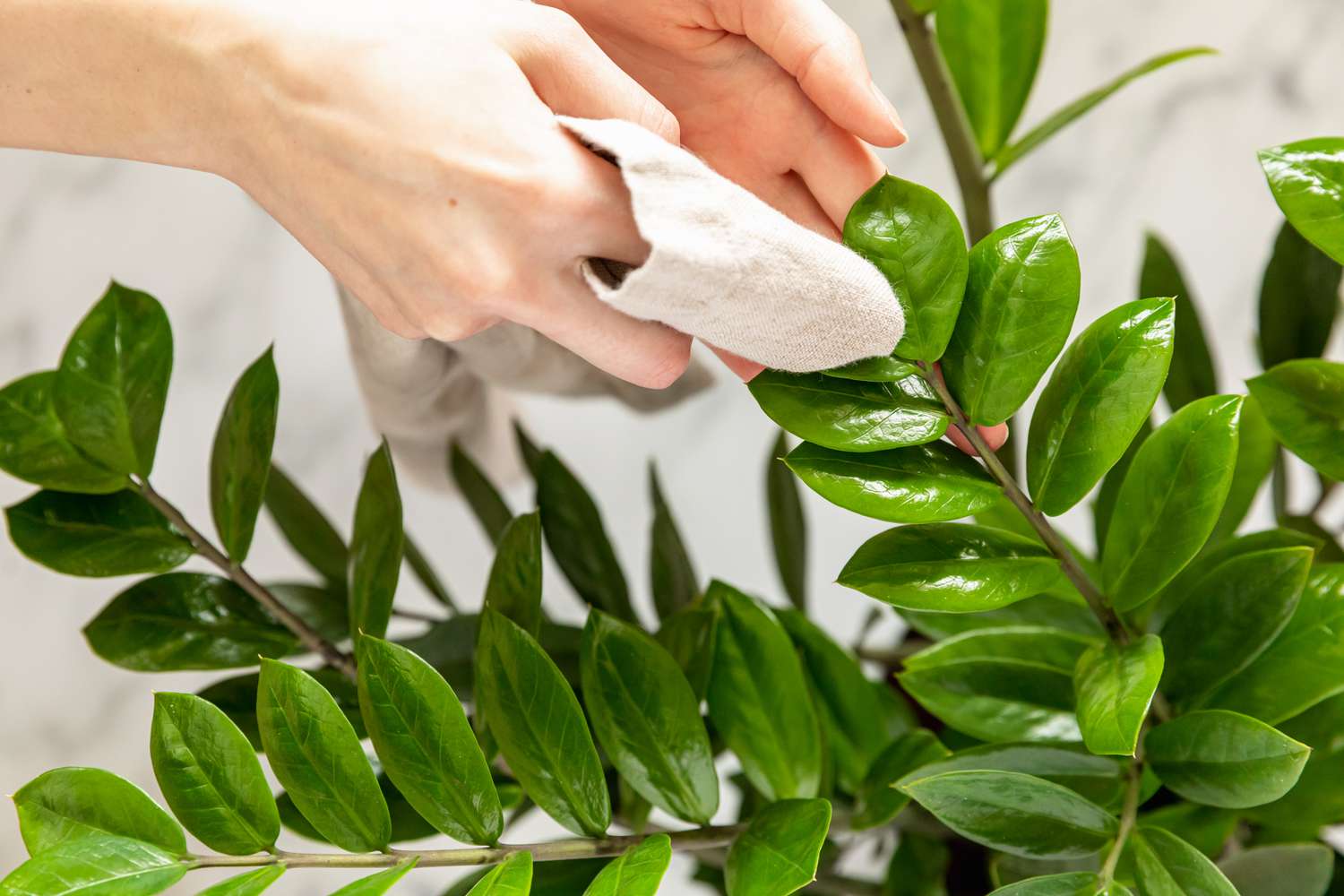 person wiping off plant leaves