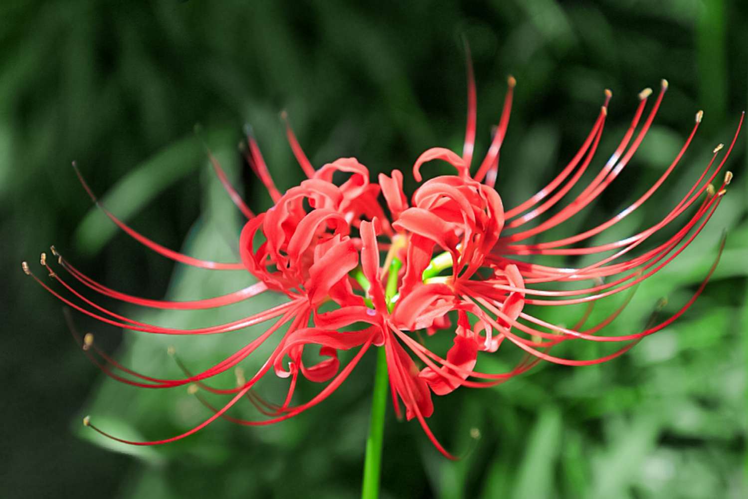 Spinnenlilienstängel mit leuchtend roten spinnenbeinartigen Blütenblättern und langen Staubgefäßen in Nahaufnahme